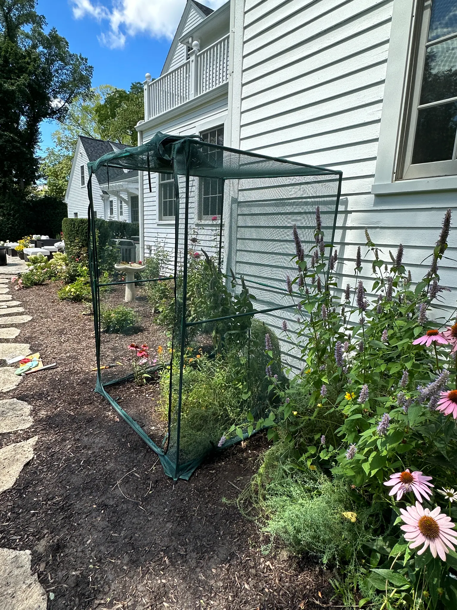 The cage nursery with coneflowers and anise hyssop growing alongside