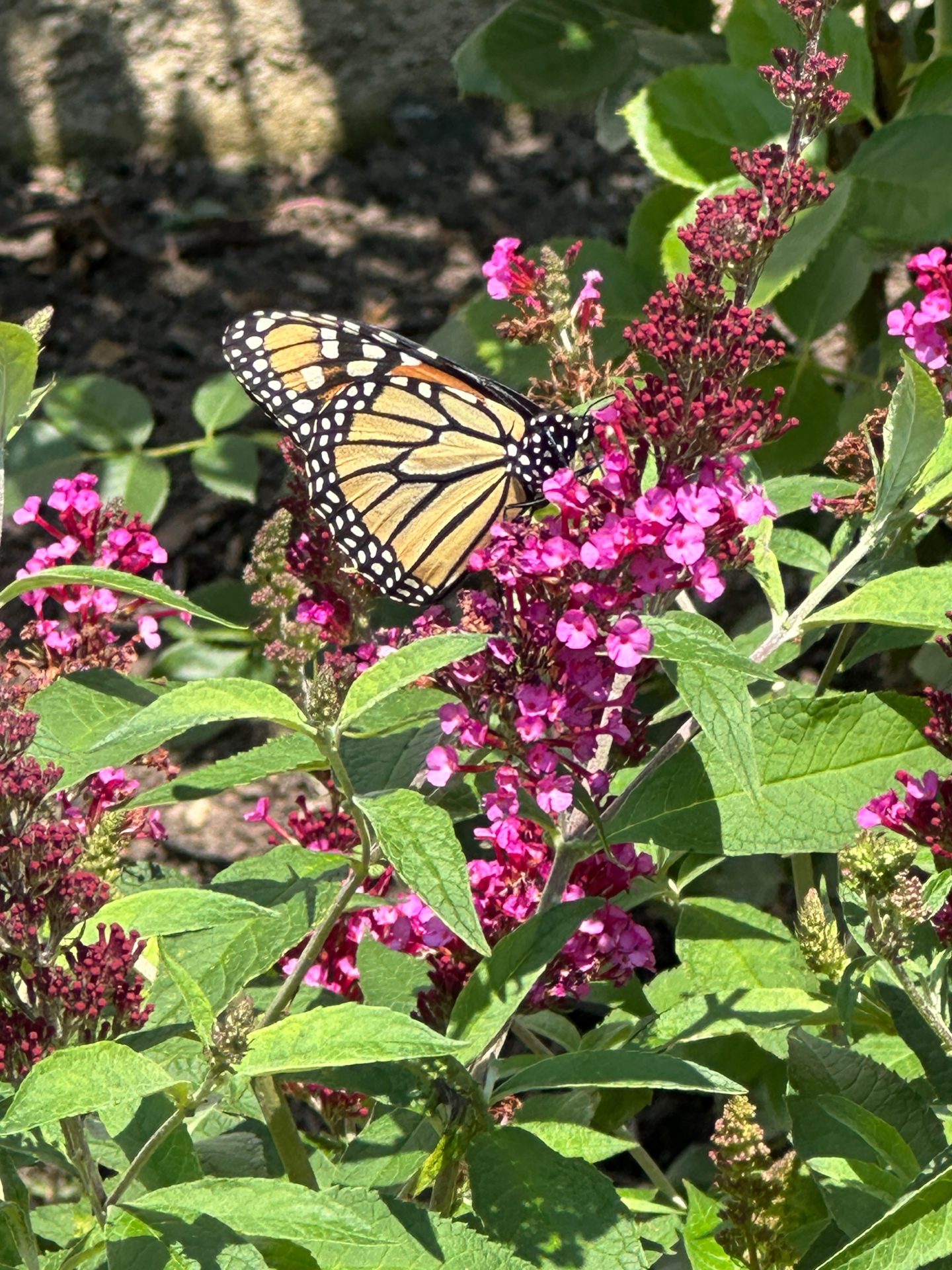 Monarch butterfly visiting garden flowers