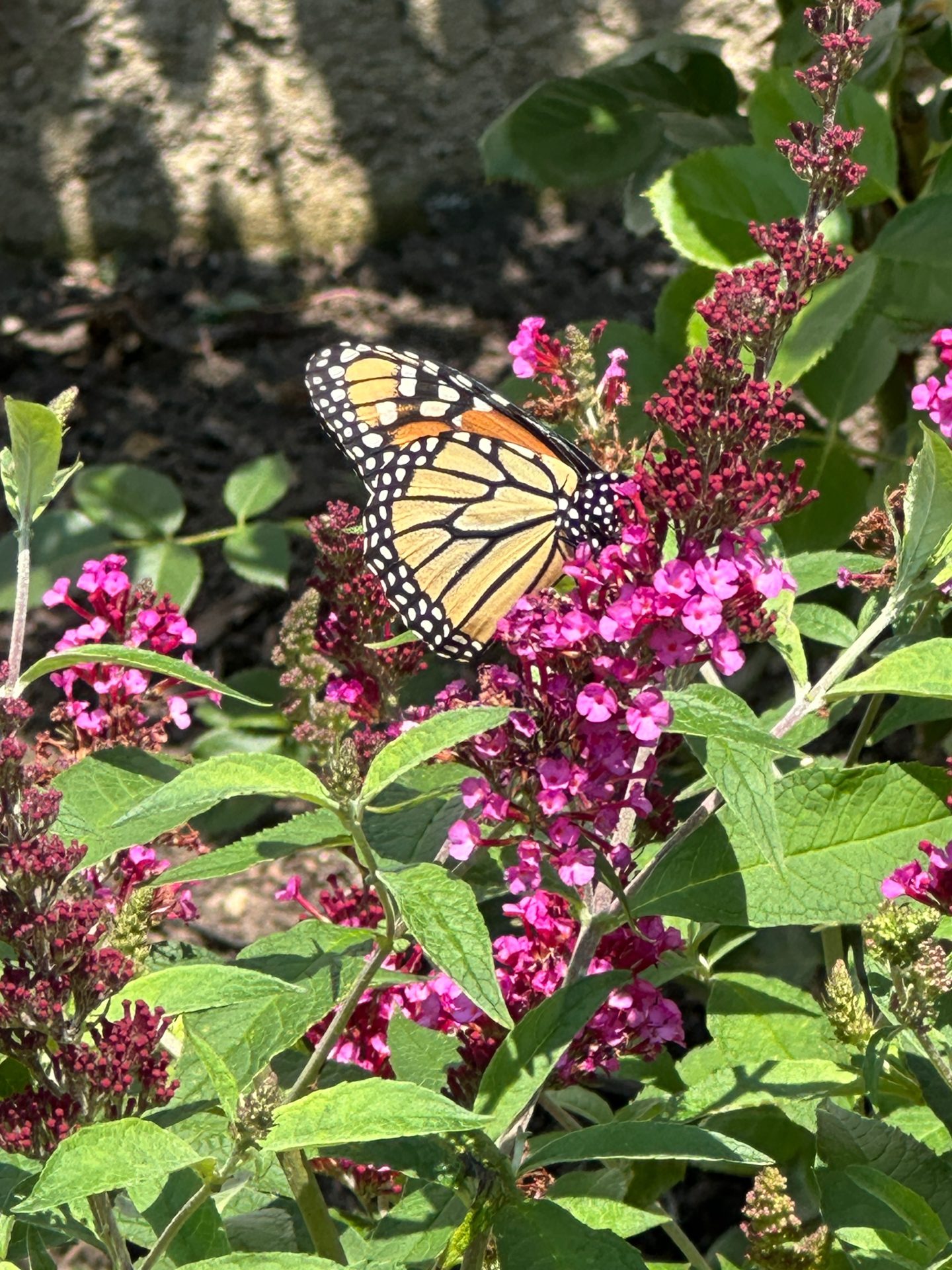 Monarch butterfly on pink flowers