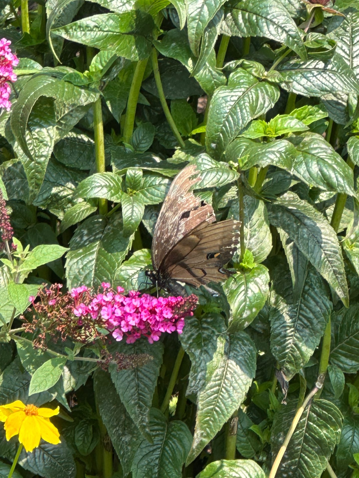 Butterfly visitor on butterfly bush
