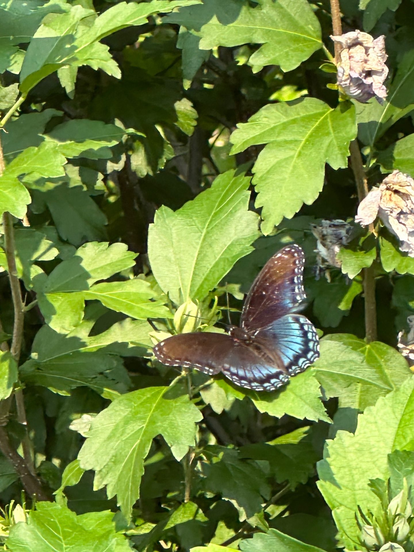 Butterfly resting on leaves