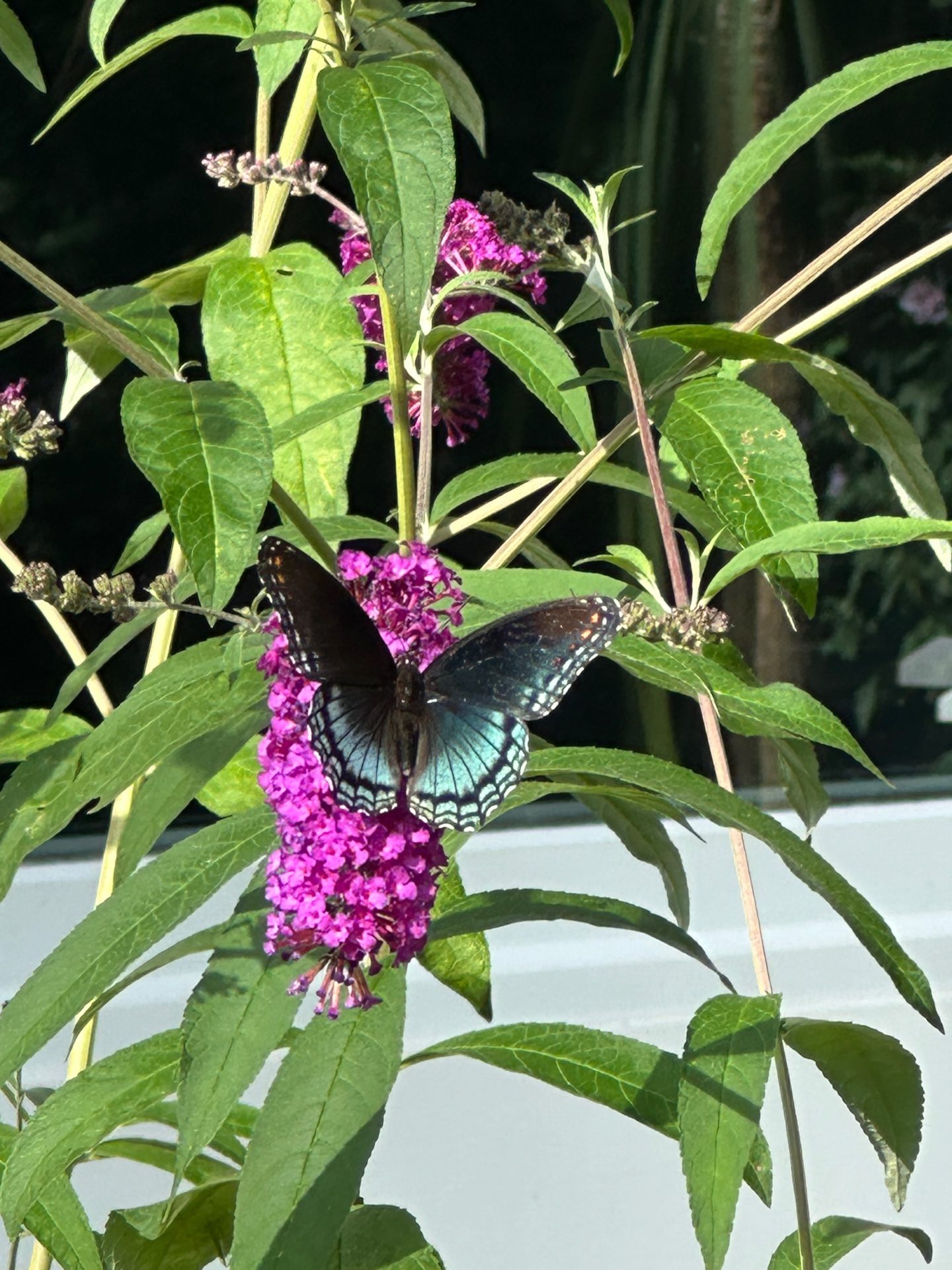 Butterfly visitor in the garden