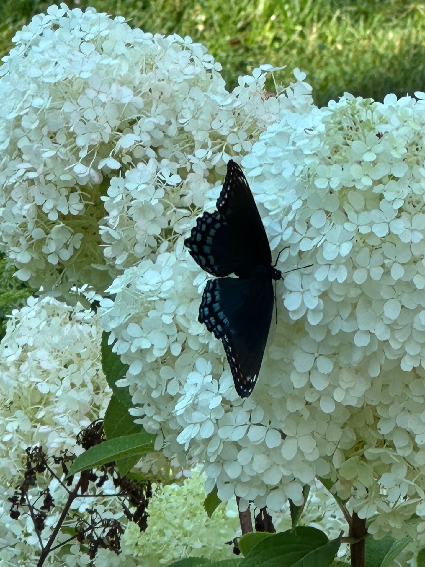 Butterfly on hydrangea