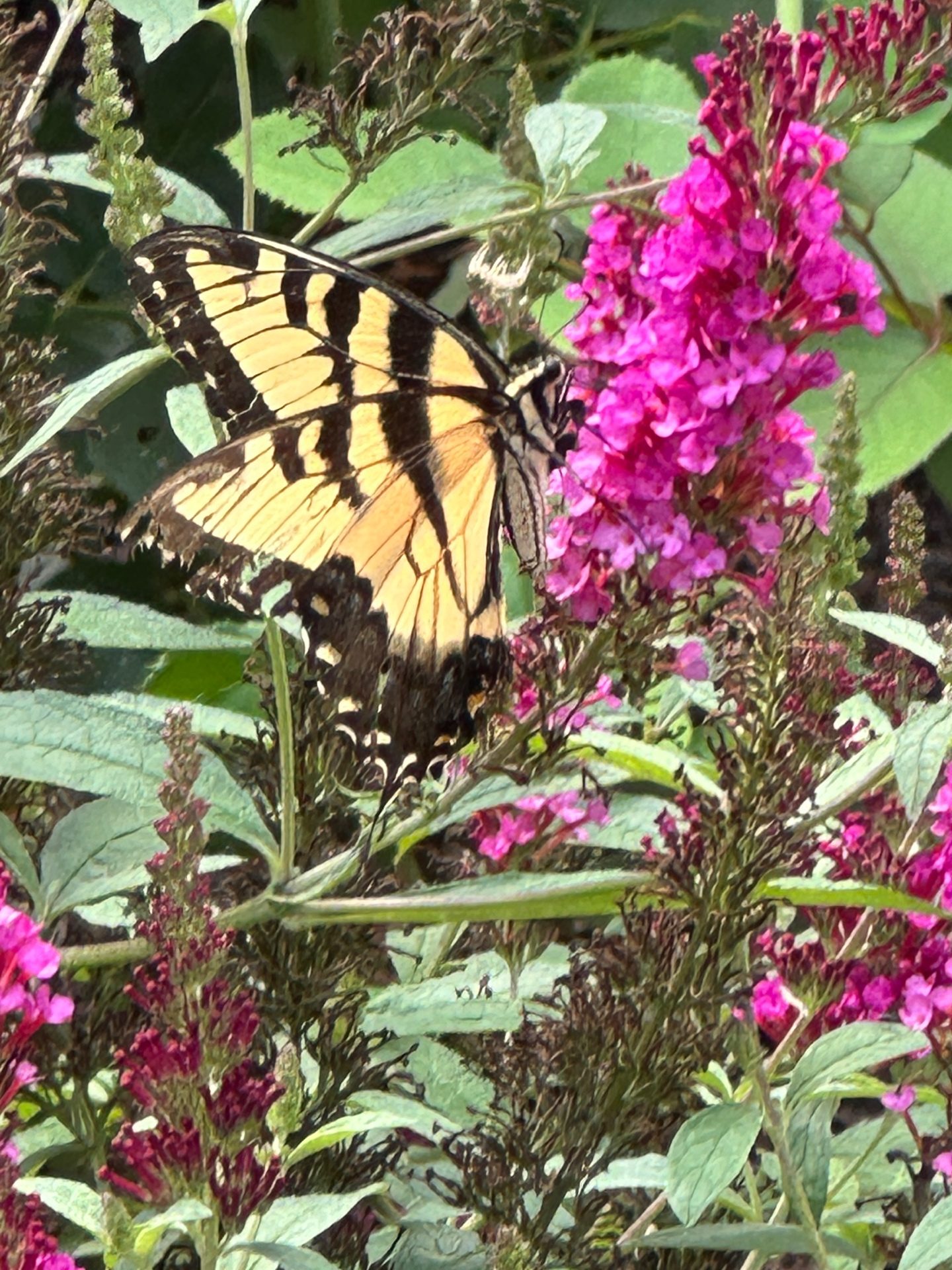 Swallowtail on pink flowers
