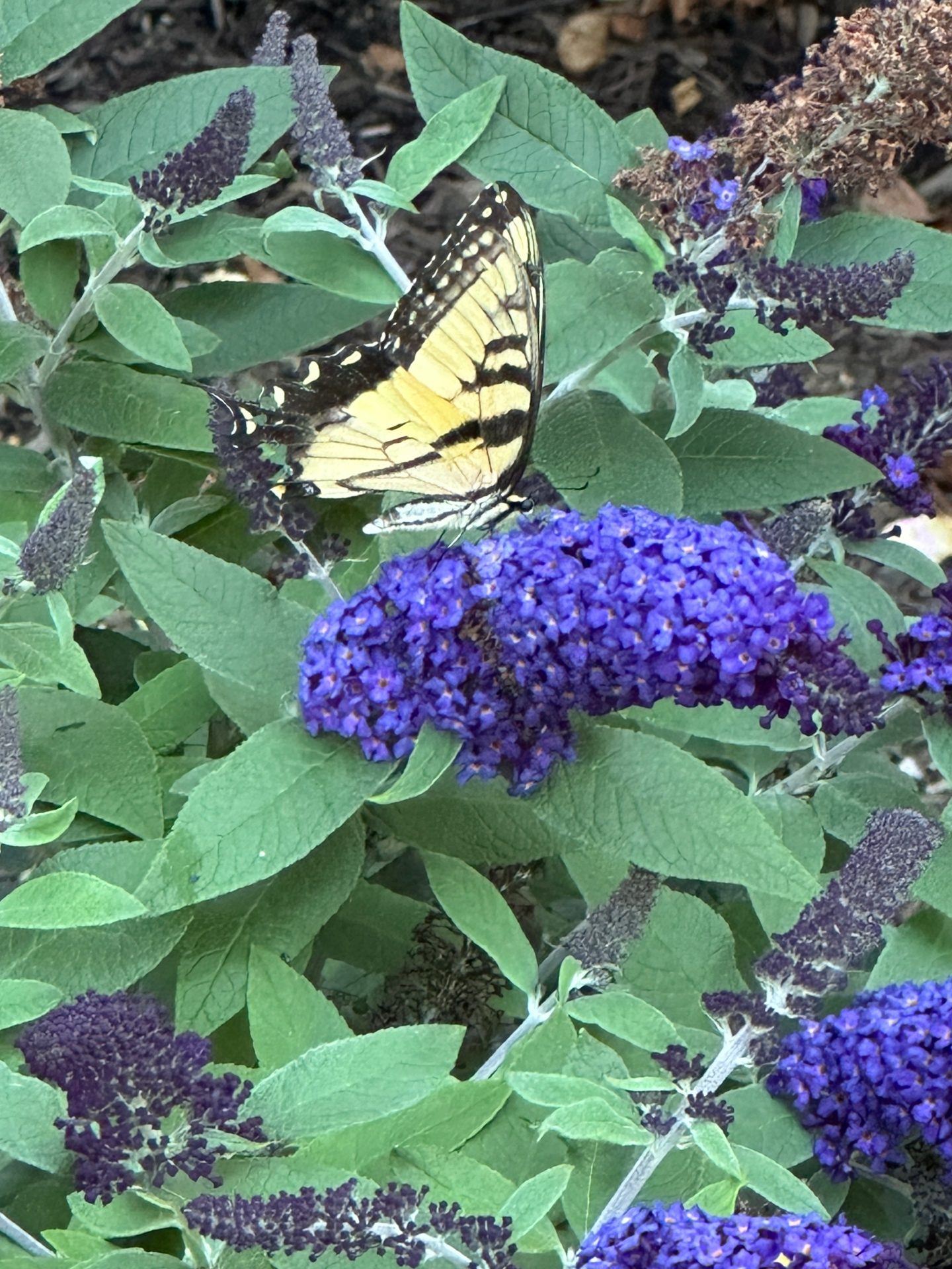 Eastern Tiger Swallowtail on butterfly bush