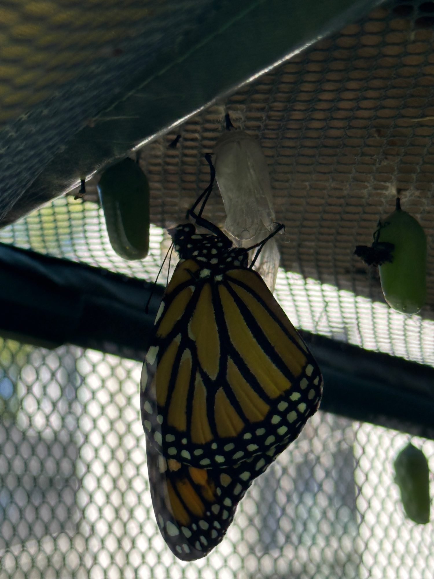 Freshly emerged Monarch