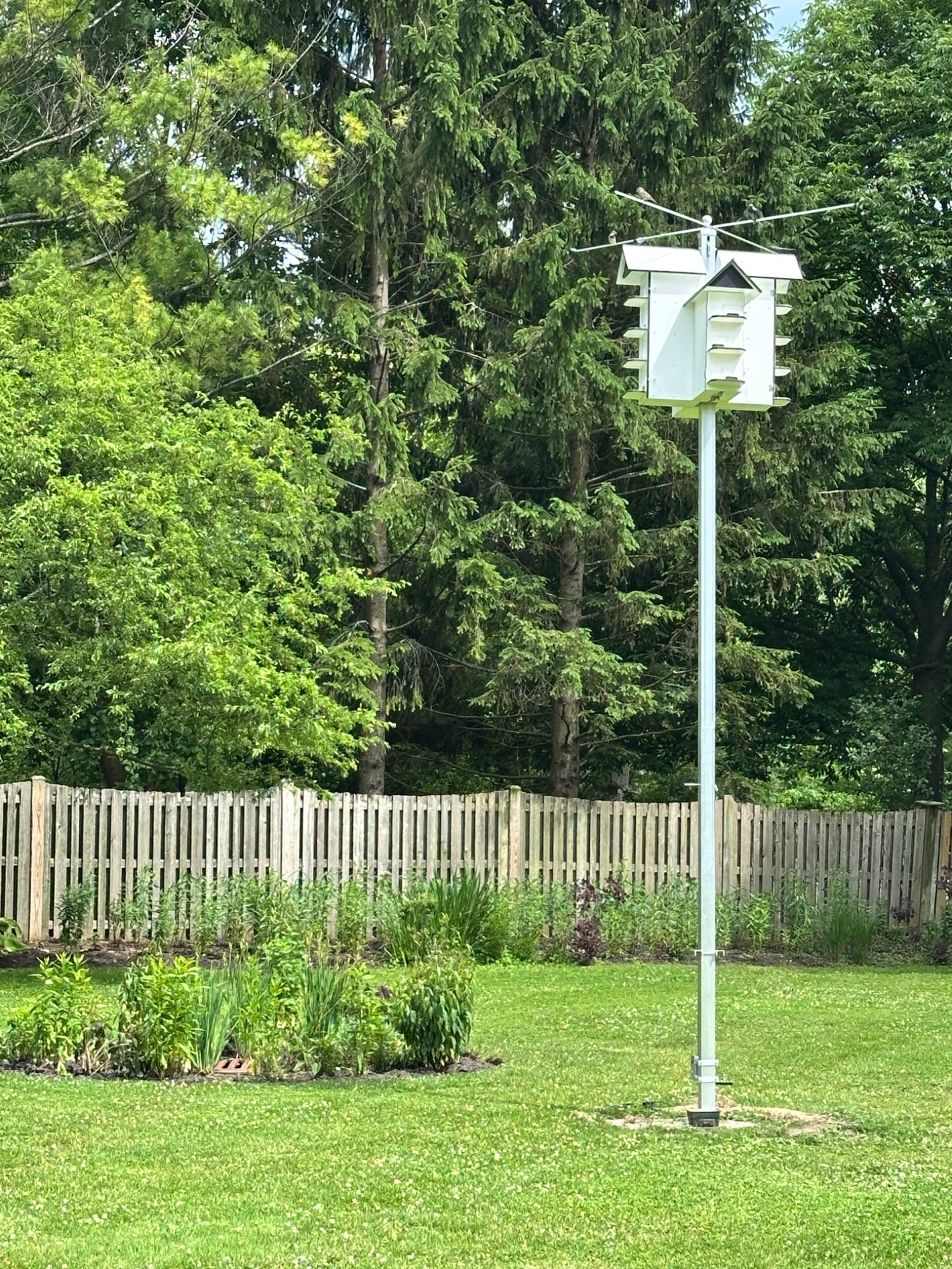 One of the milkweed planting zones on the property