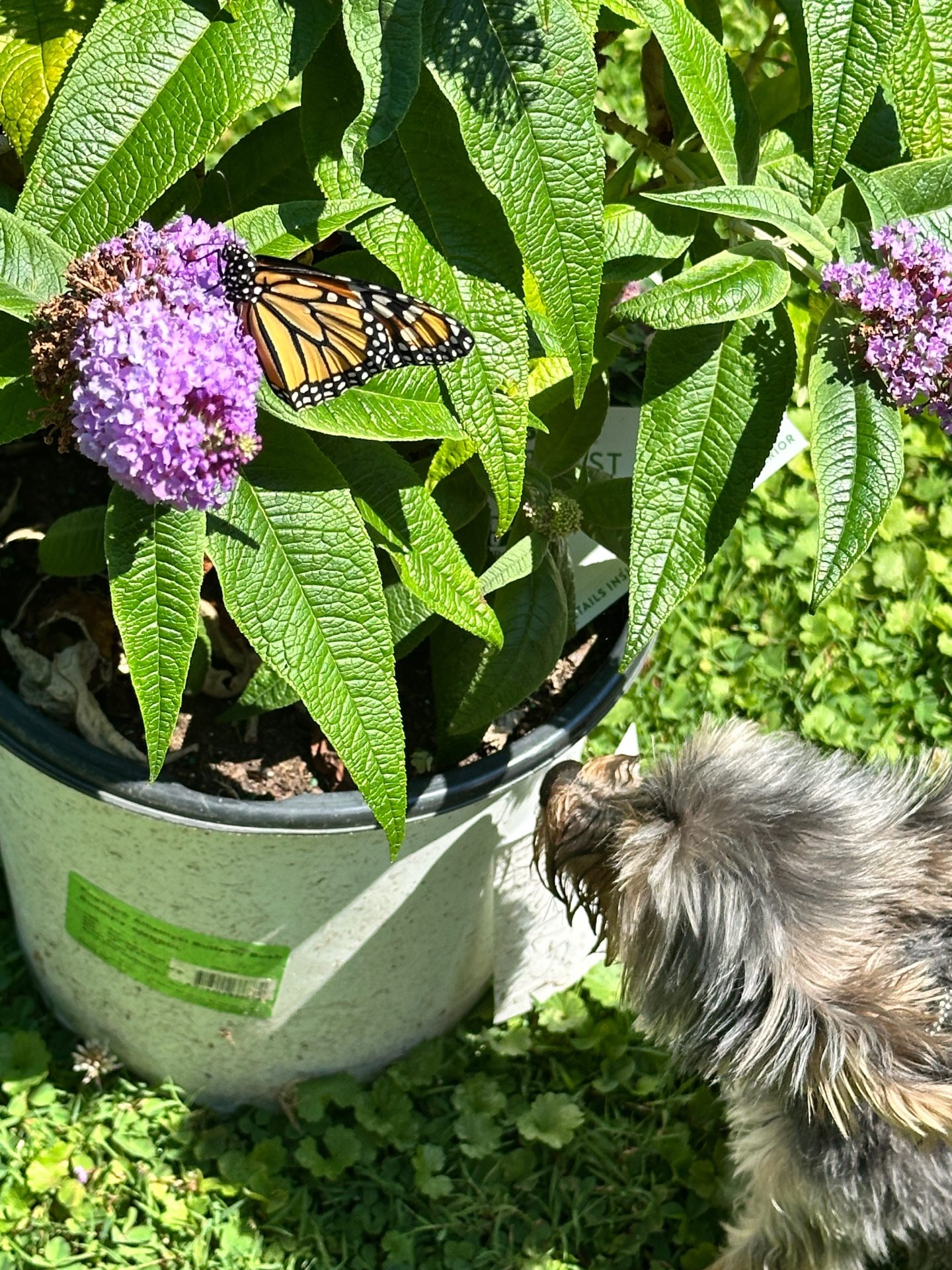 Bentley the nursery guardian watching a Monarch on butterfly bush