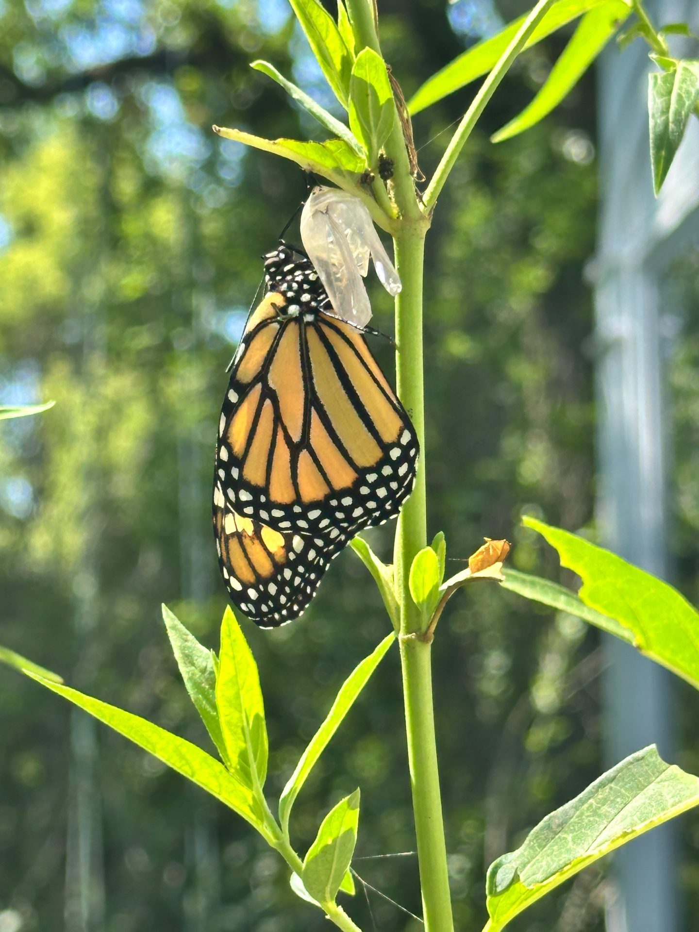Freshly emerged Monarch hanging from empty chrysalis — 2026 season