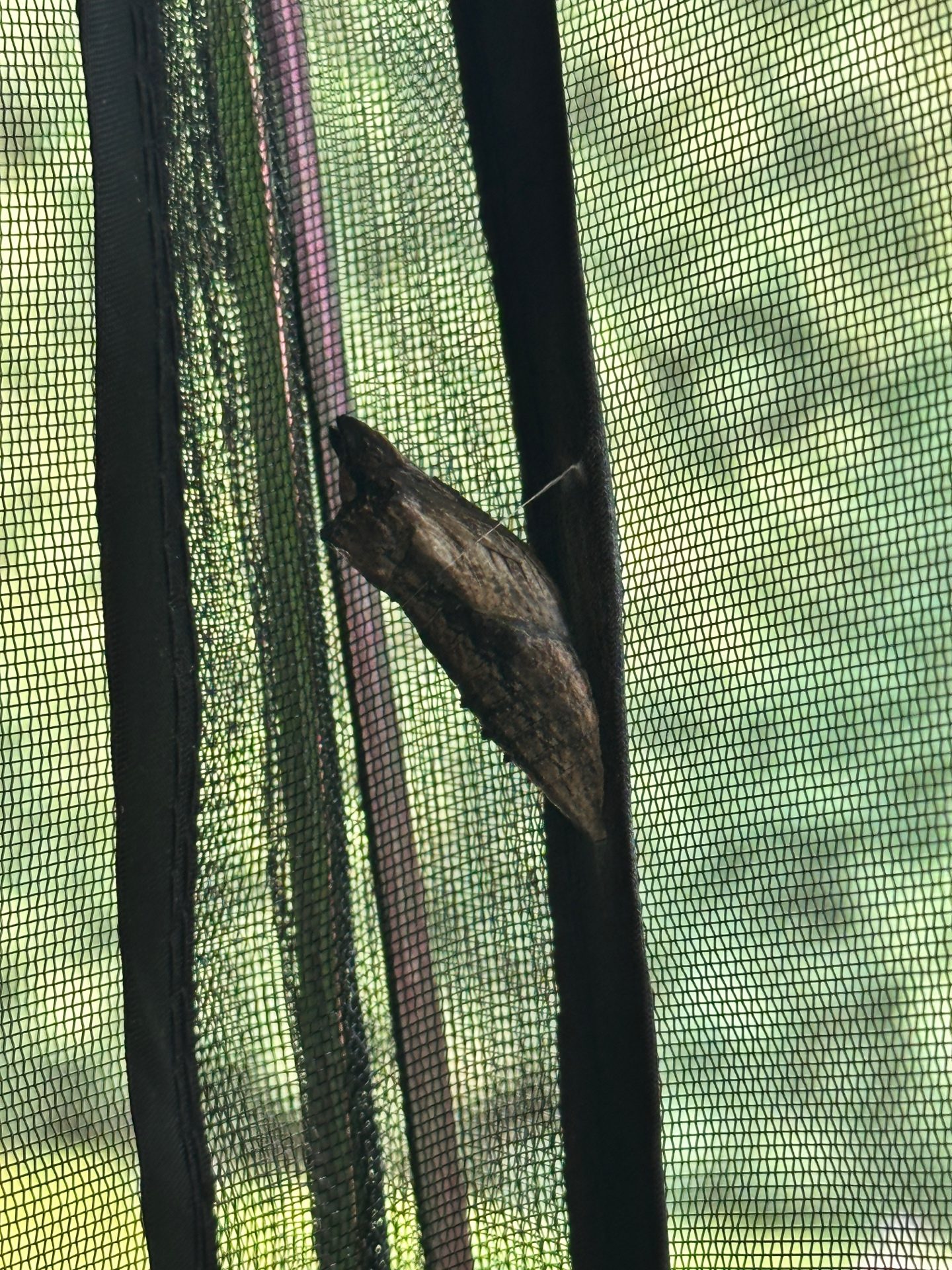 Close-up of a Black Swallowtail chrysalis attached with silk girdle