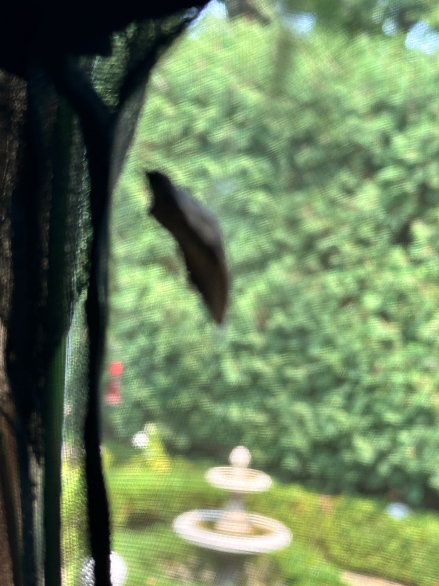 Black Swallowtail chrysalis in the enclosure