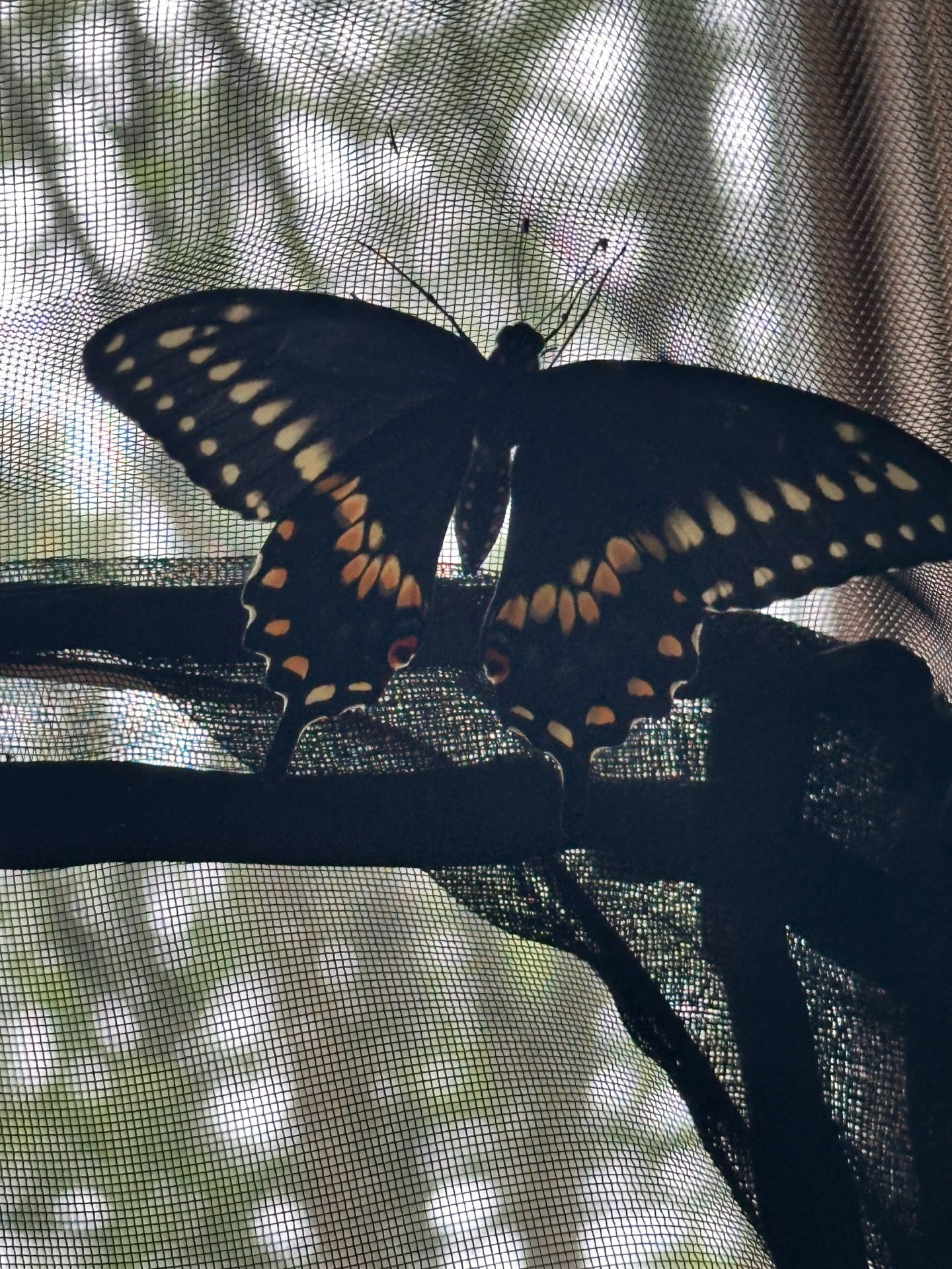 First Black Swallowtail eclosed and released