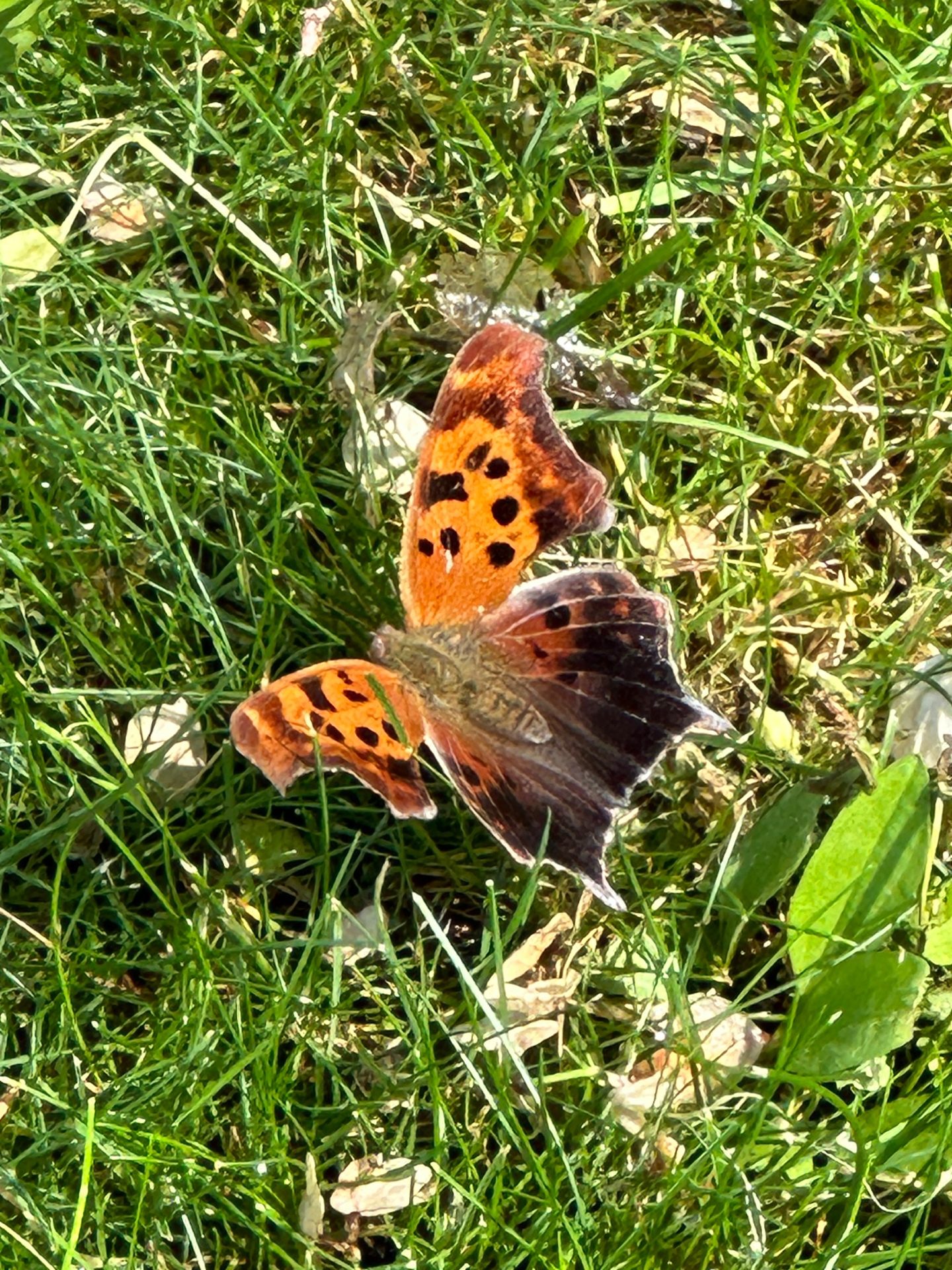 Eastern Comma butterfly on grass