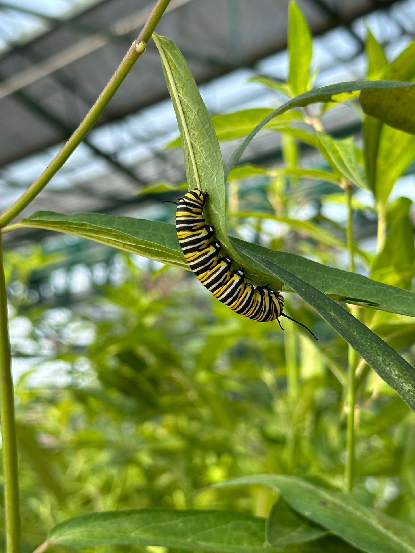 Caterpillar in the nursery