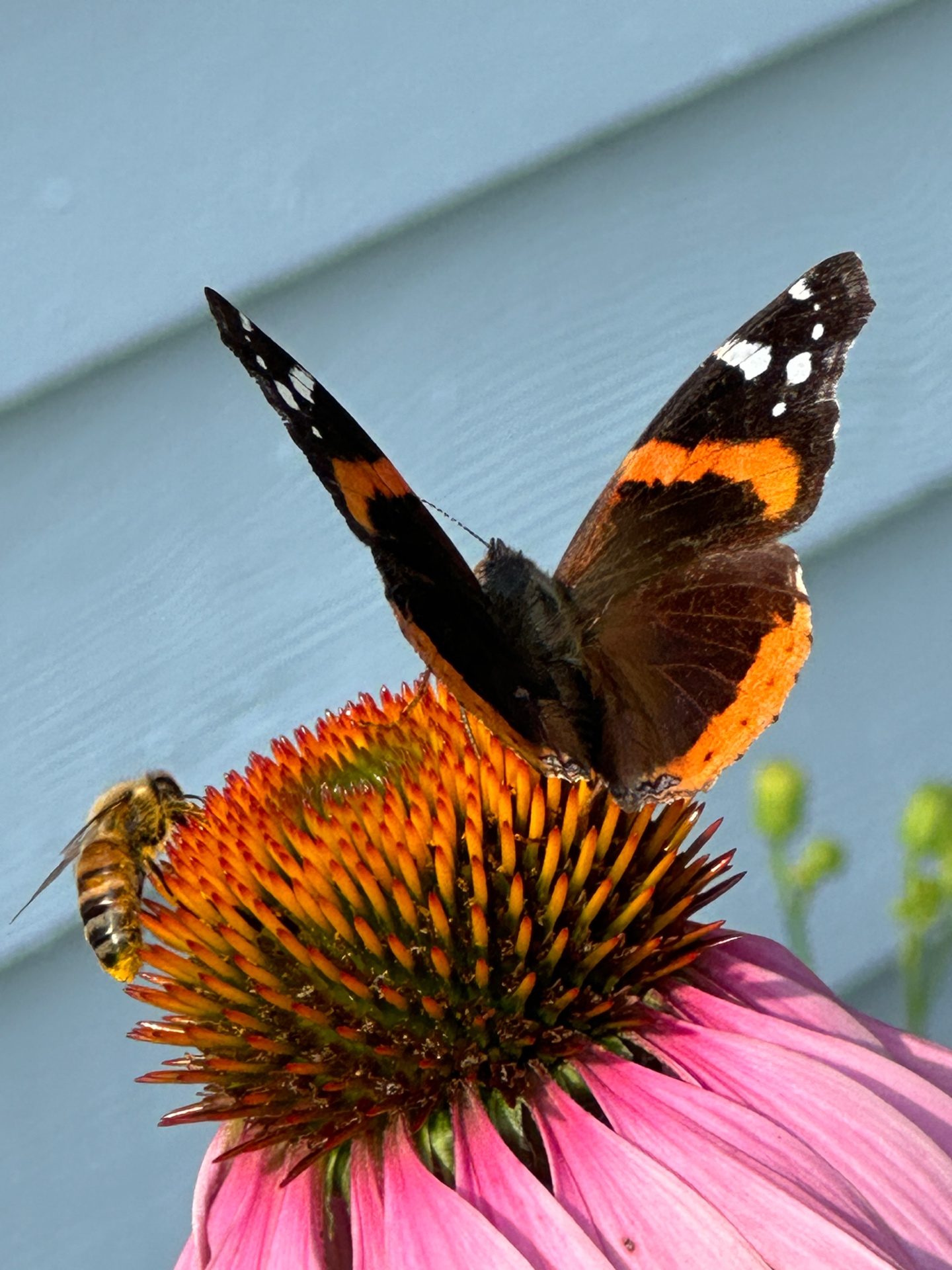 Red Admiral and honeybee on coneflower