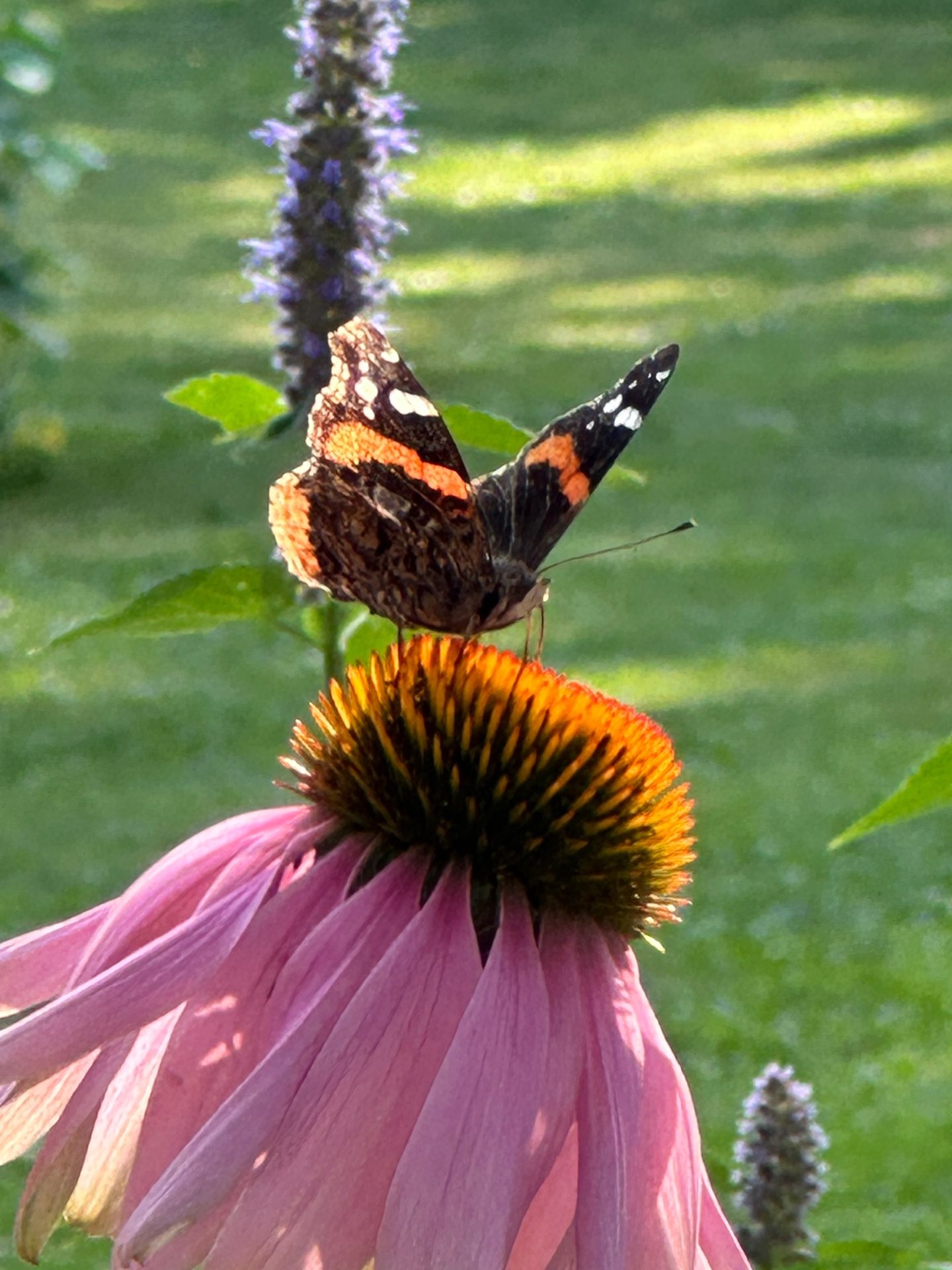 Red Admiral on coneflower