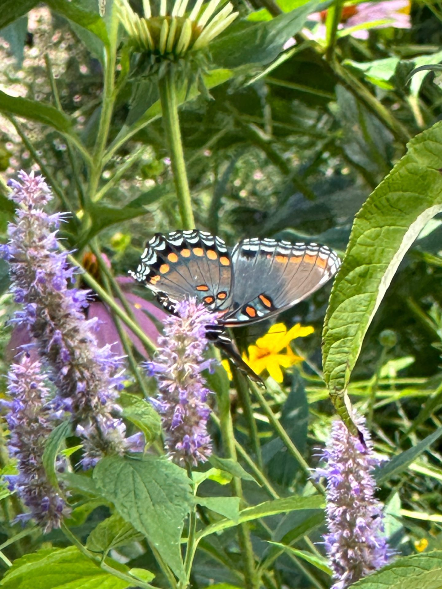 Red-spotted Purple on anise hyssop
