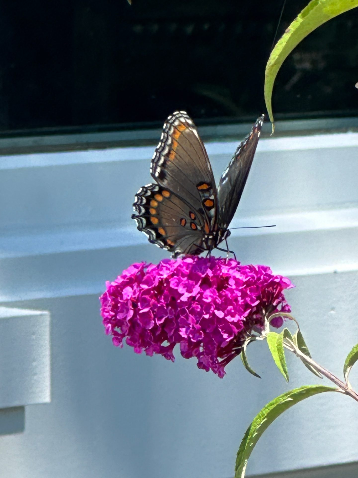 Red-spotted Purple on butterfly bush