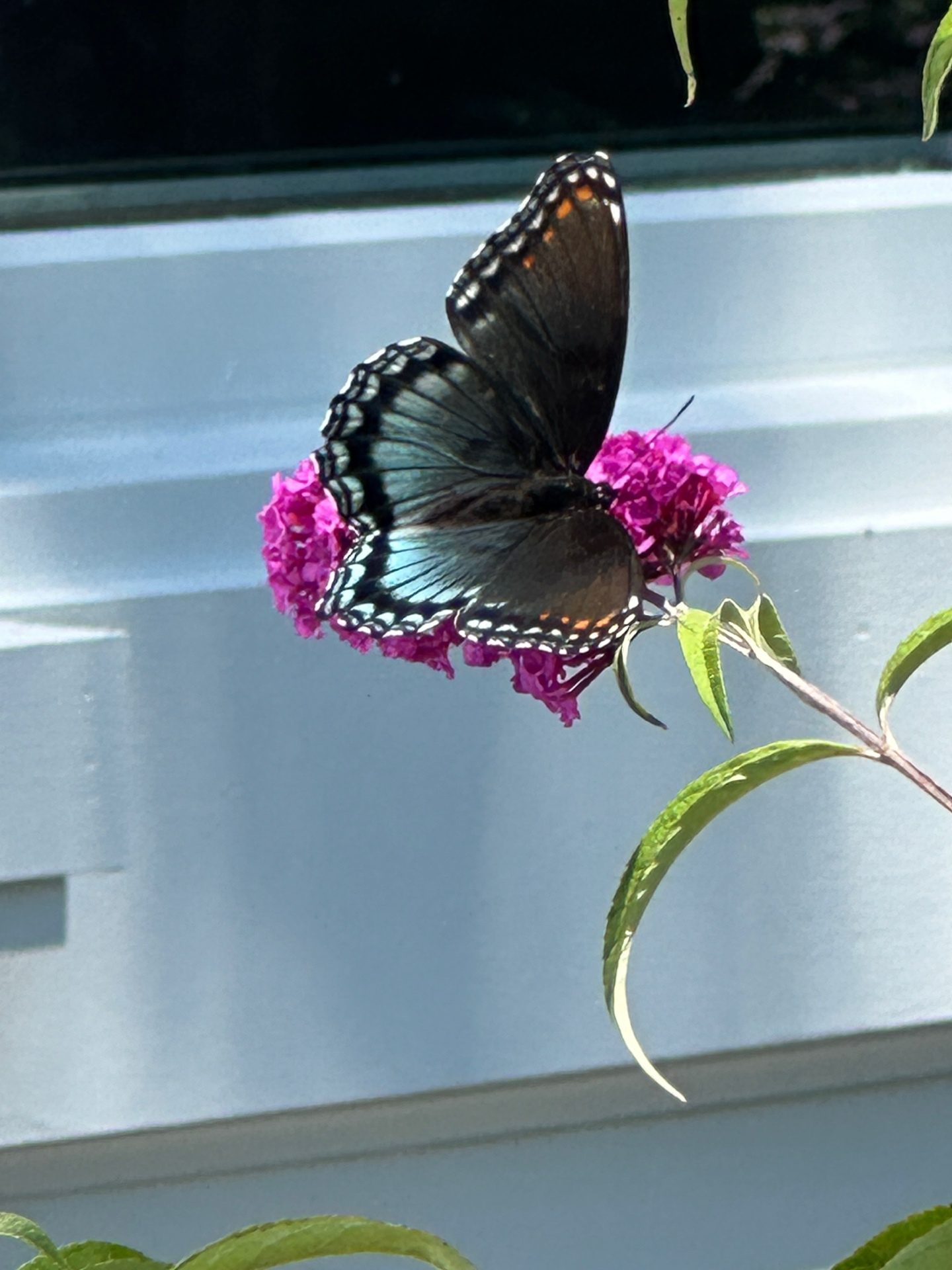 Red-spotted Purple on butterfly bush