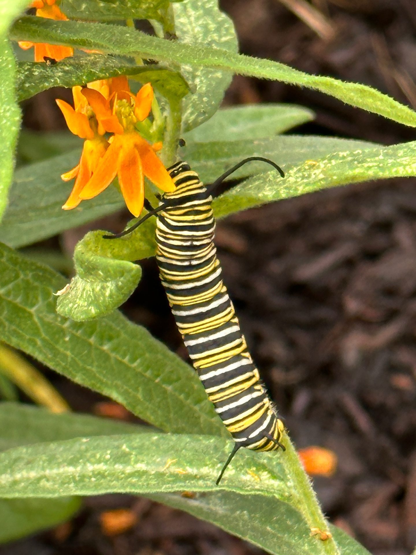 Caterpillar feeding on butterfly weed
