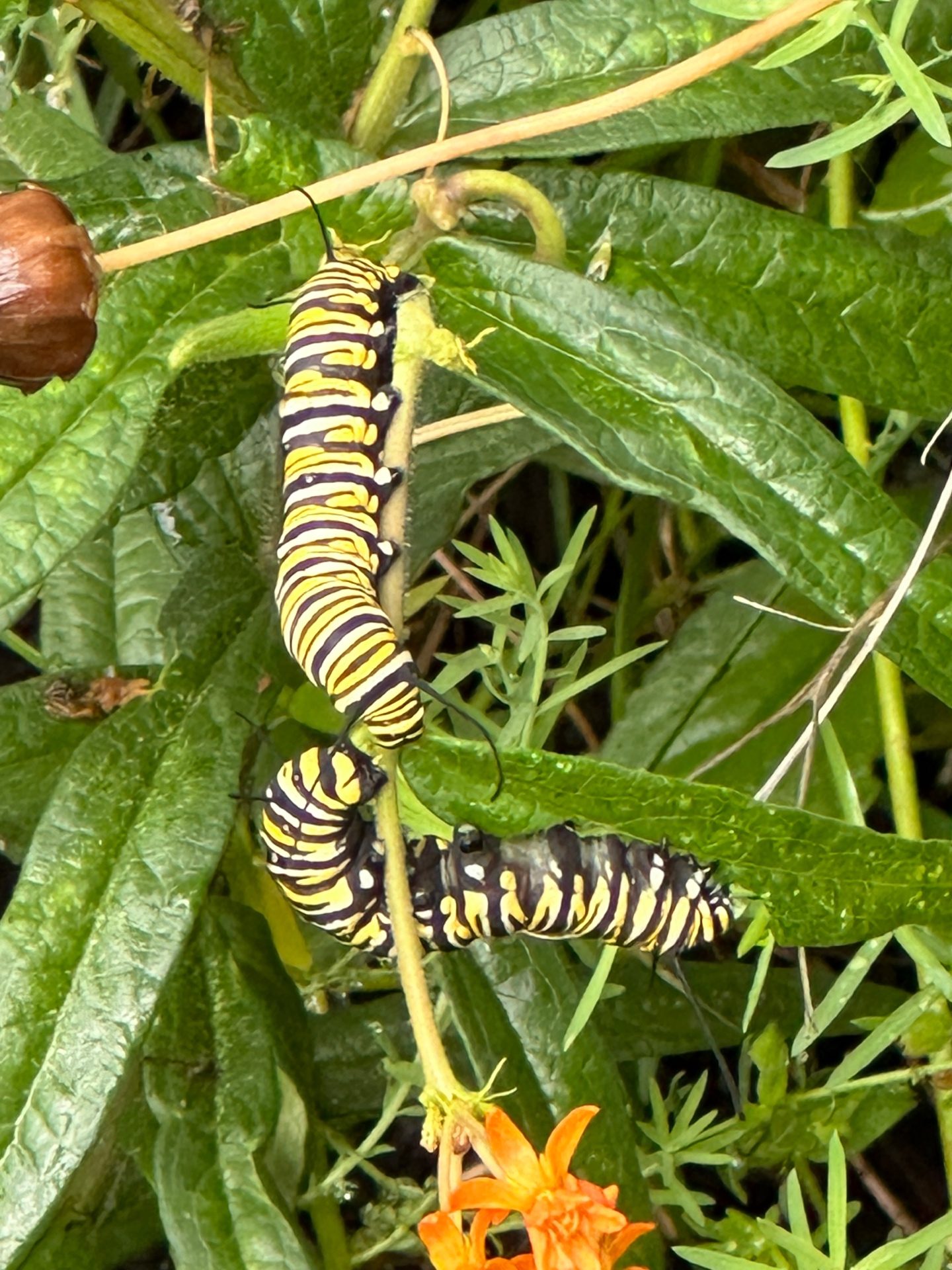 Monarch caterpillars on milkweed