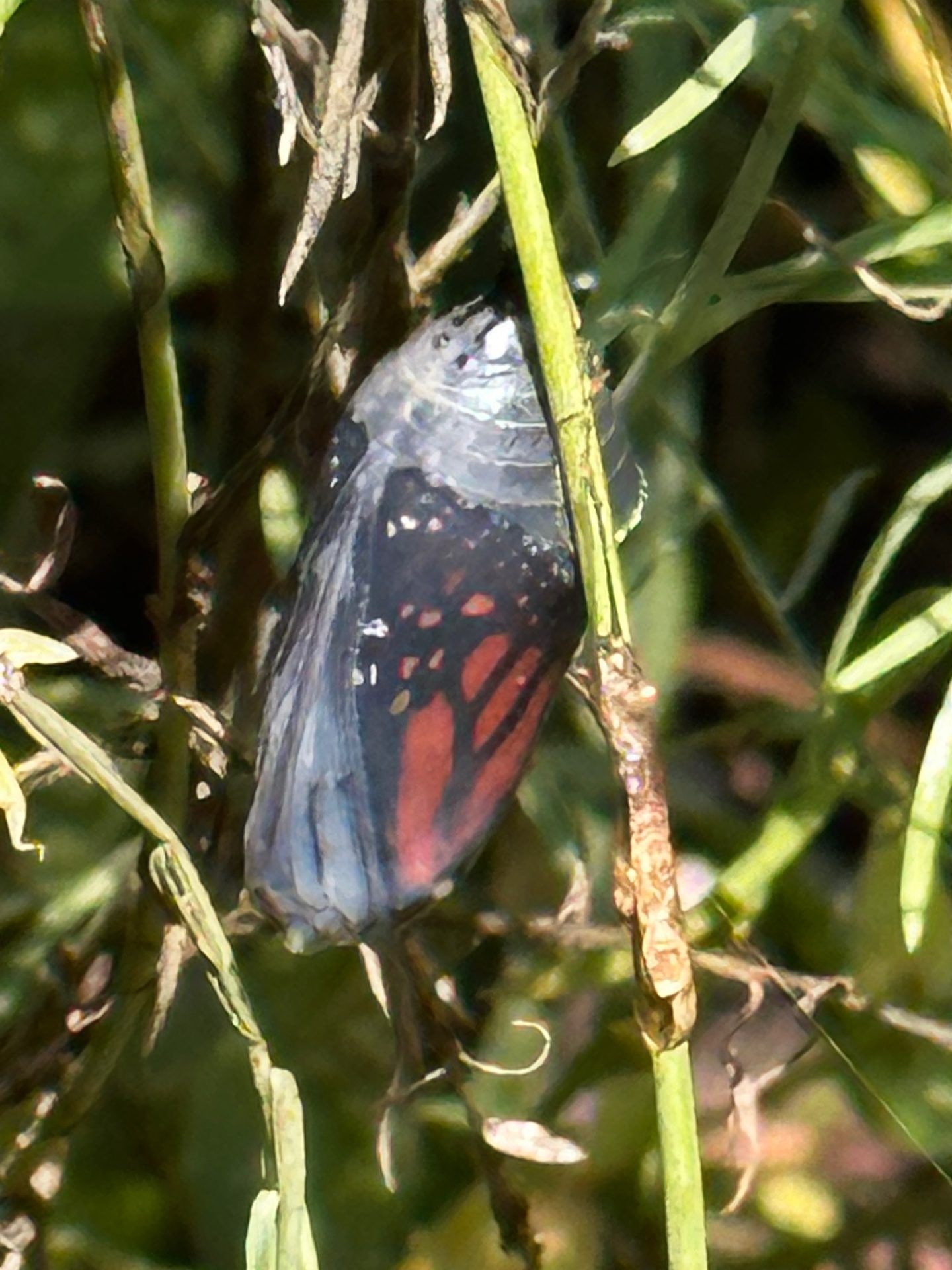 Emerging from the chrysalis