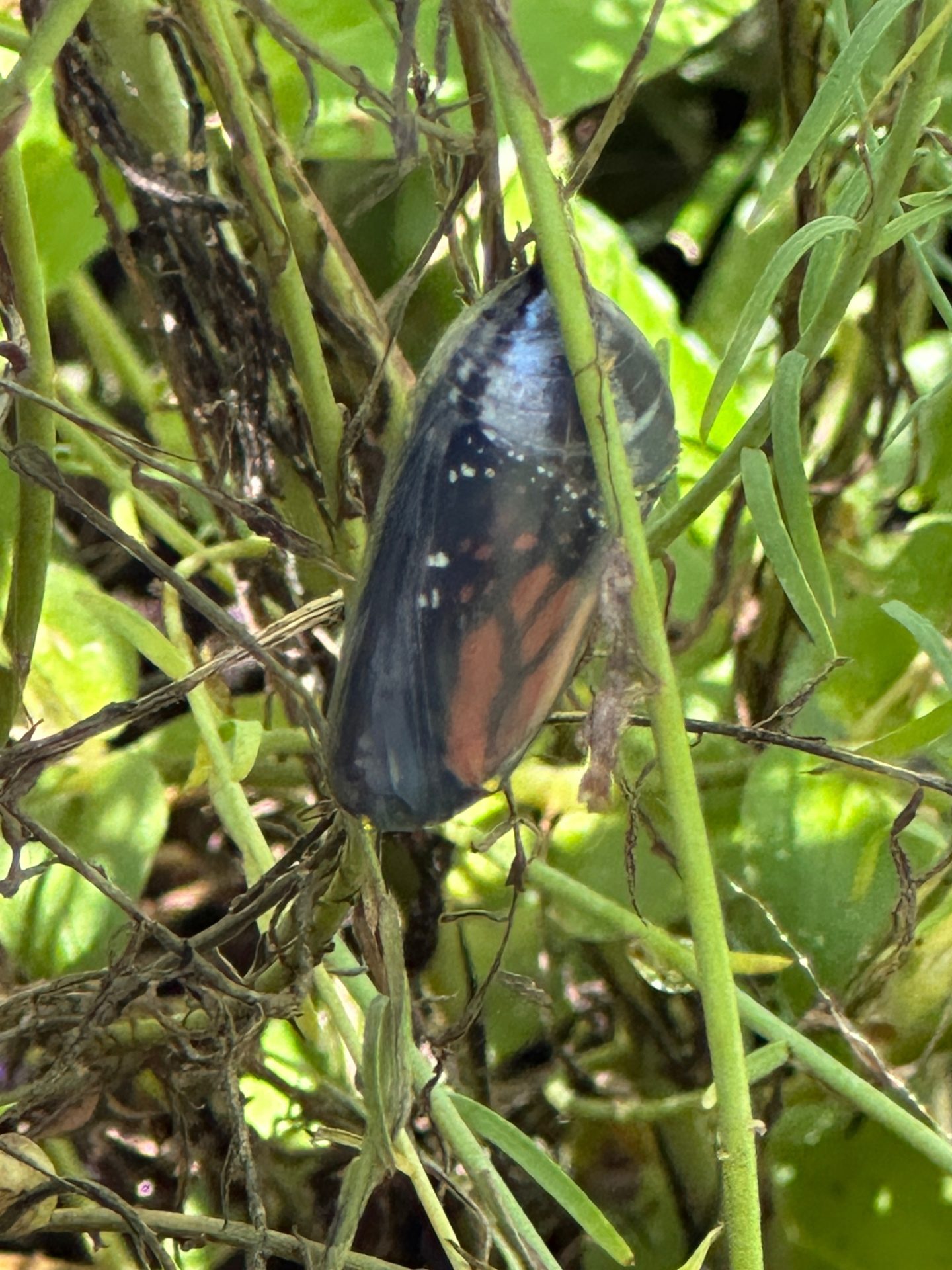 Monarch emerging from chrysalis
