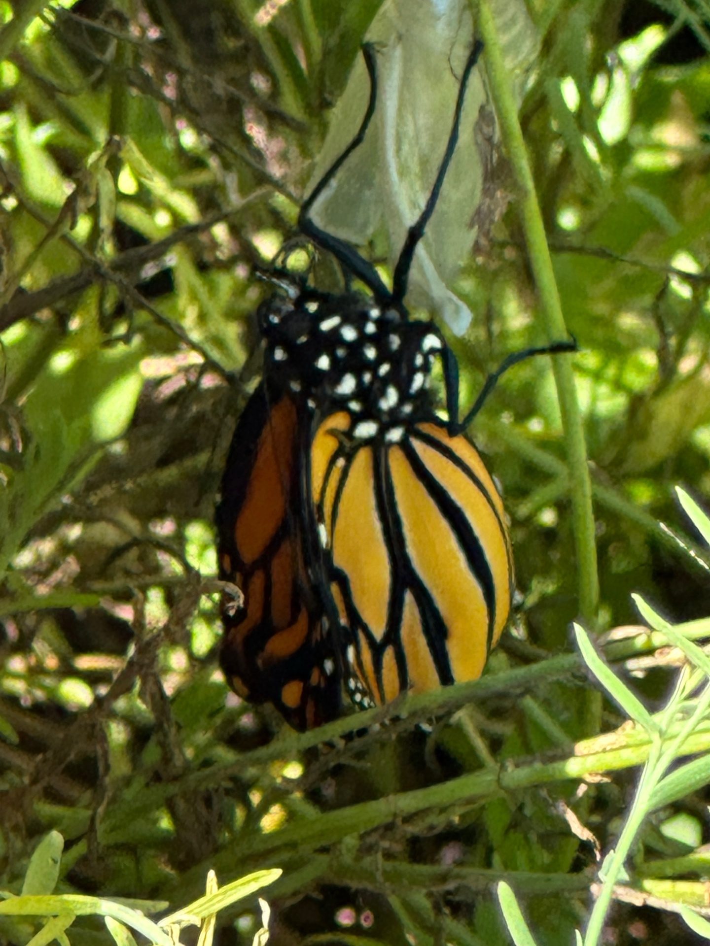 Freshly emerged Monarch drying wings
