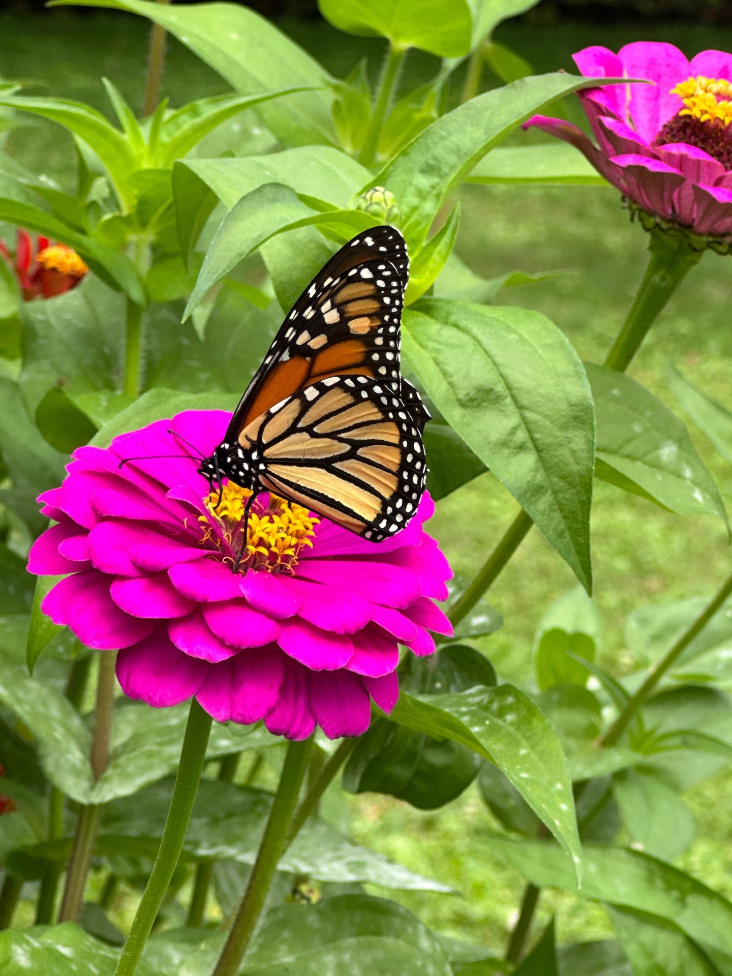 Monarch butterfly on zinnia in the garden
