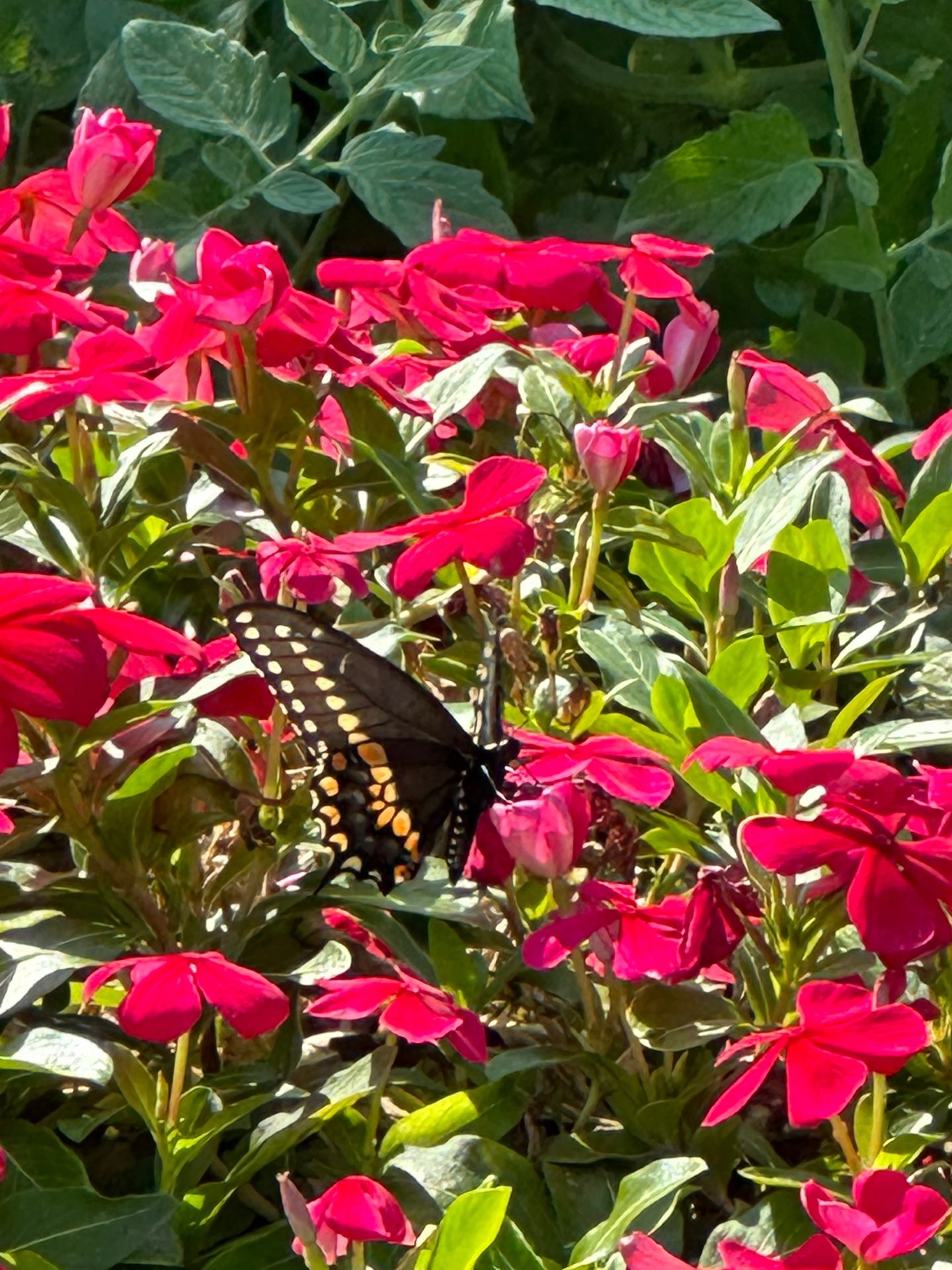 Black Swallowtail on red flowers