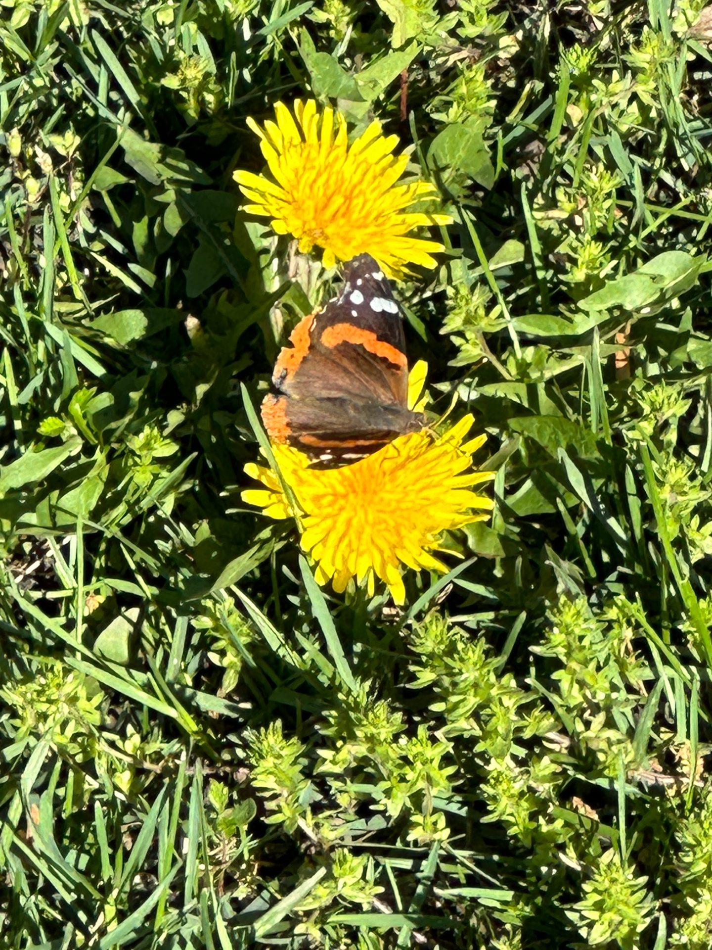 Red Admiral on dandelions