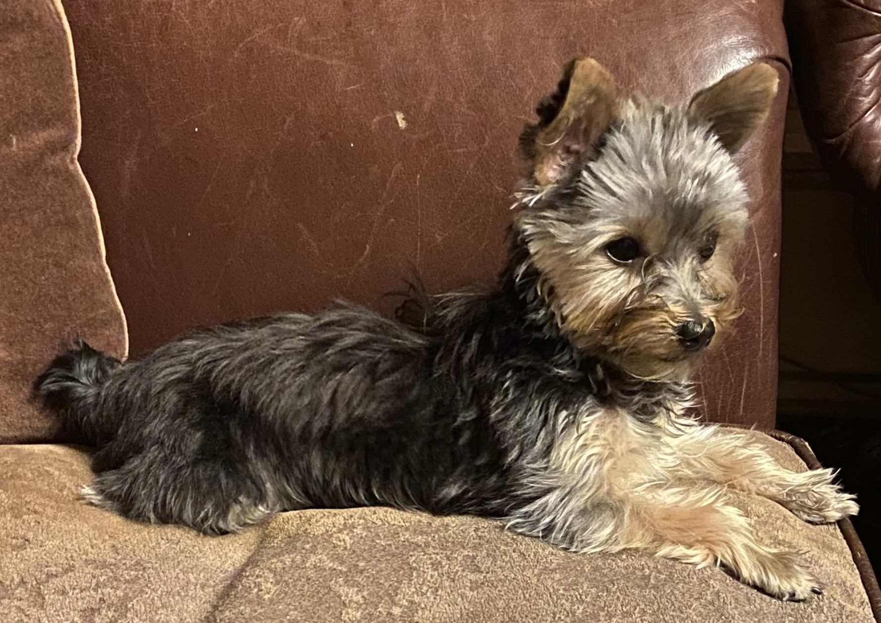 Bentley — guardian and protector of the Monarch nursery
