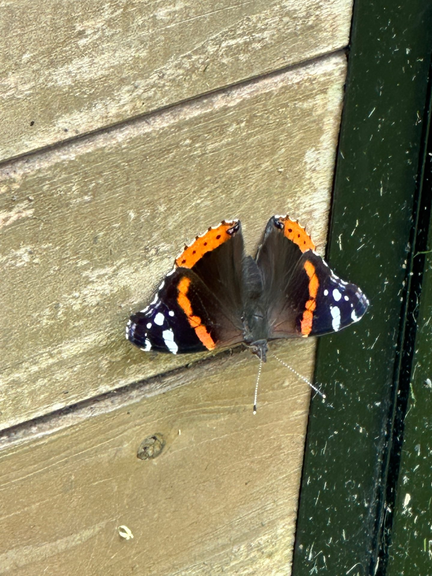 Red Admiral resting on wood siding