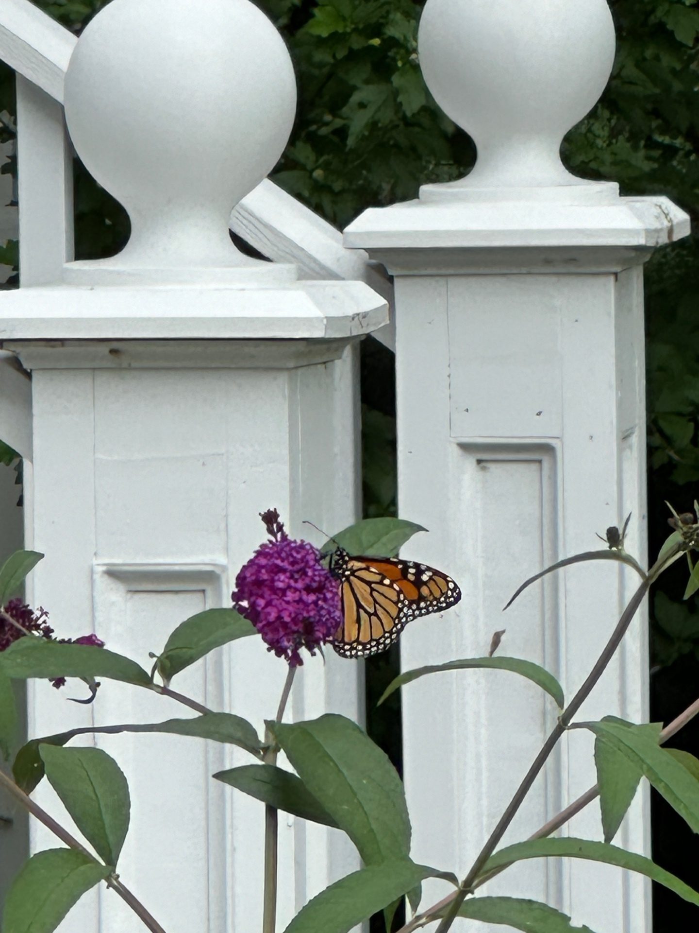 Monarch caterpillar on milkweed leaf