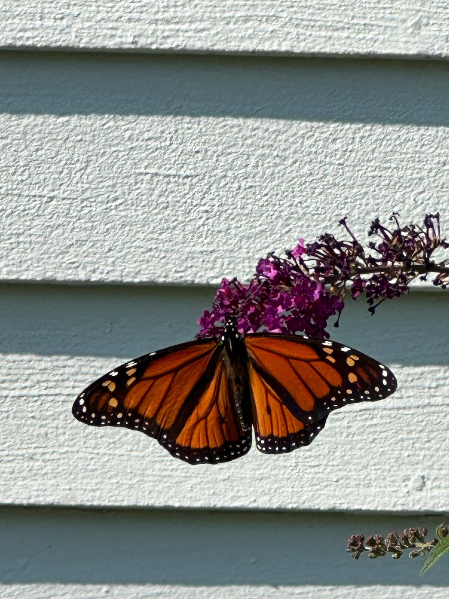 Monarch butterfly on butterfly bush