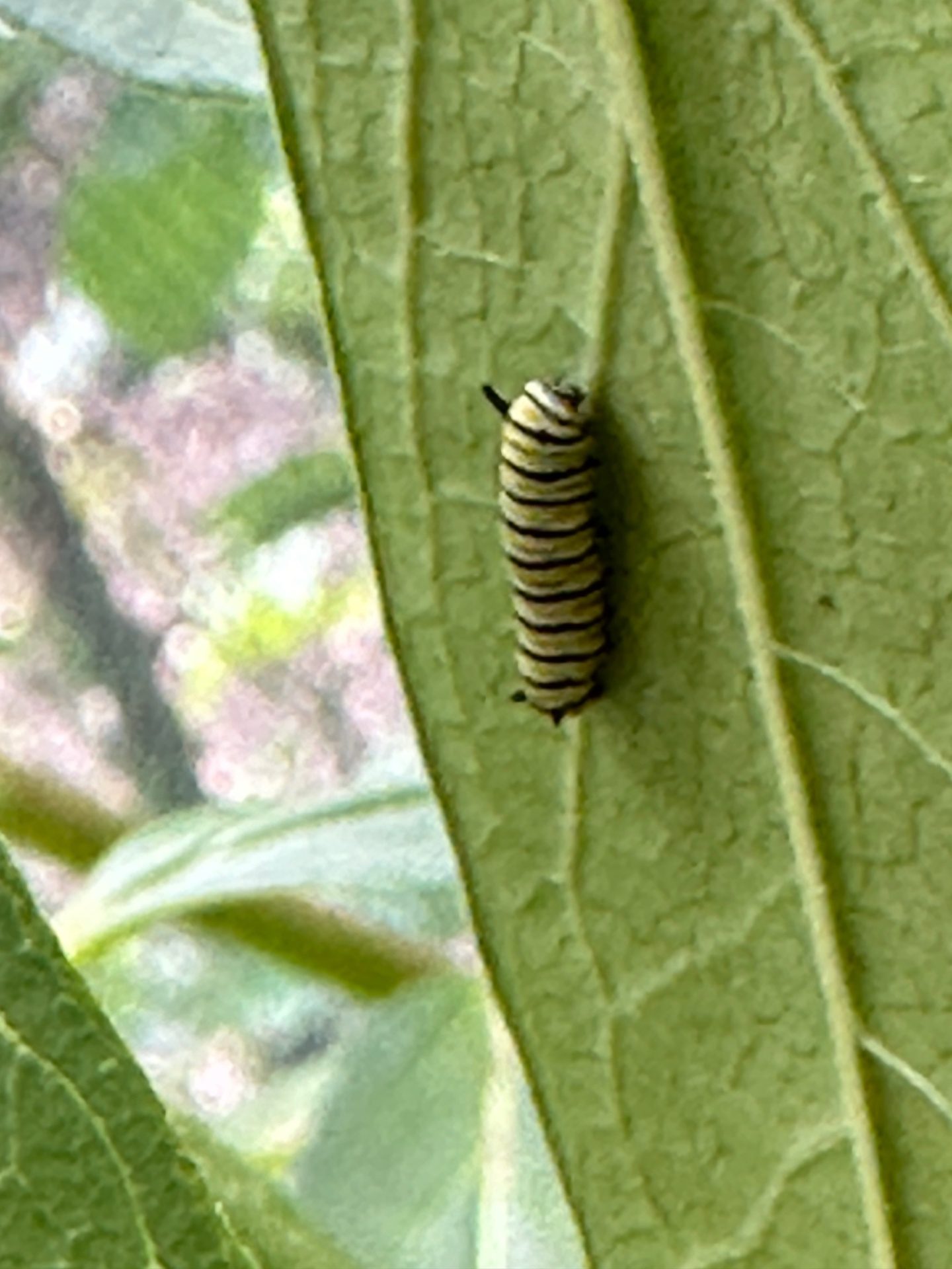 Early instar caterpillar on milkweed