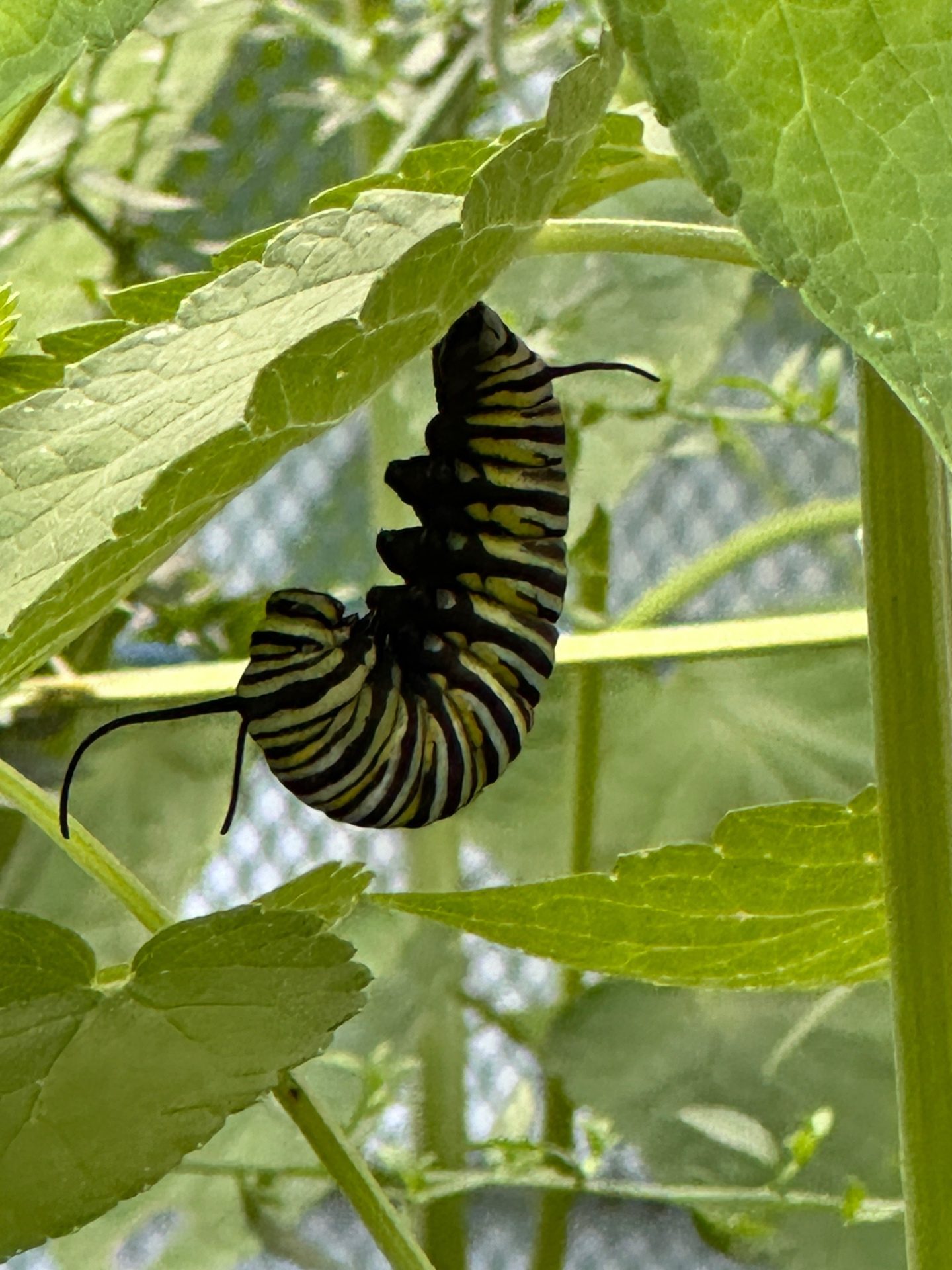 J position — preparing to form chrysalis