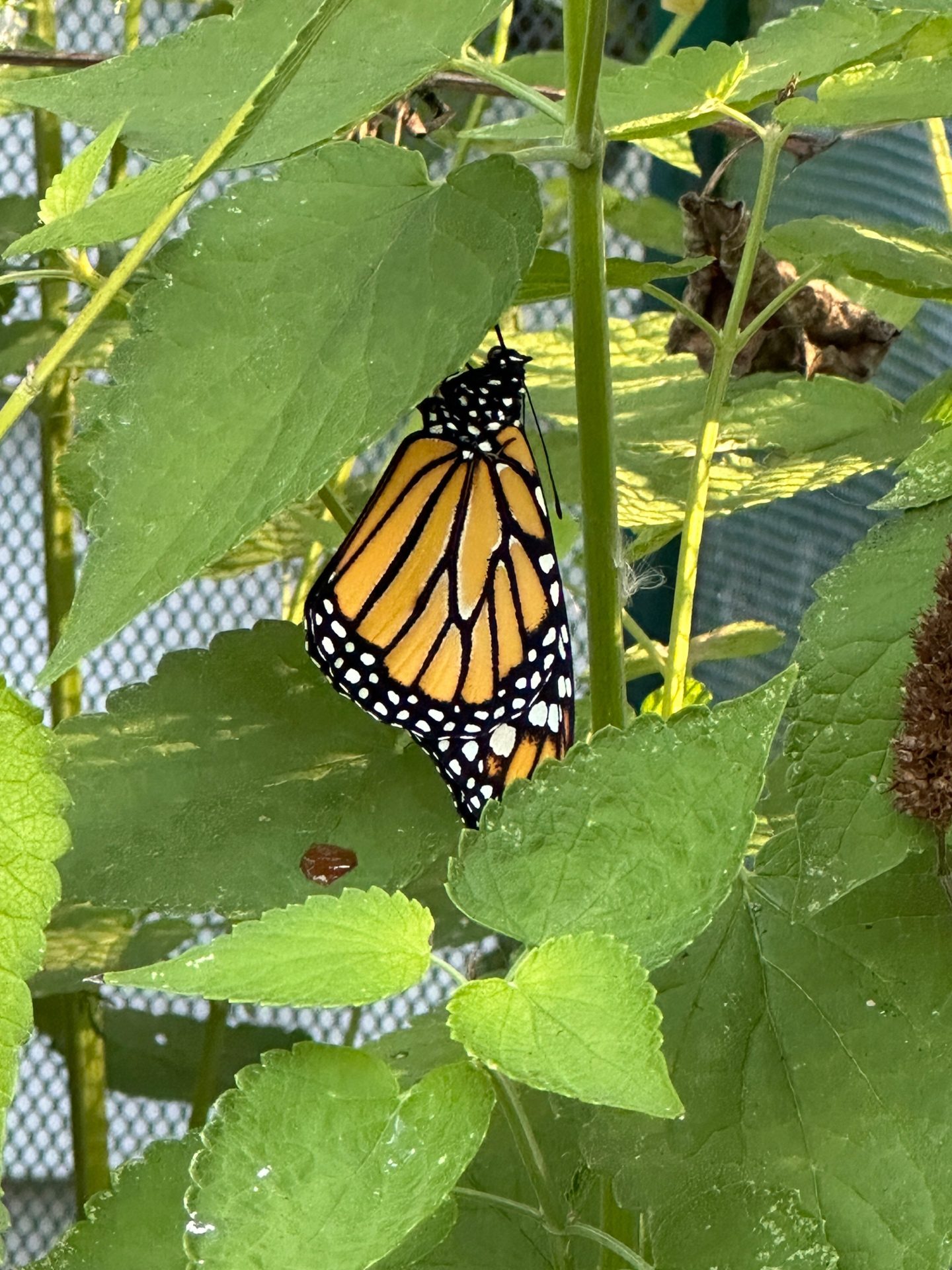 Monarch resting in the nursery