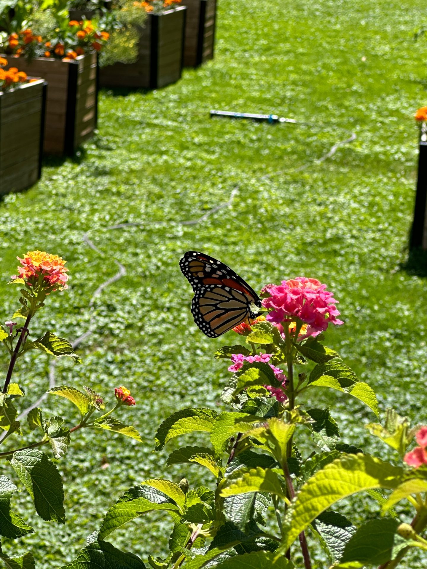 Monarch butterfly on lantana