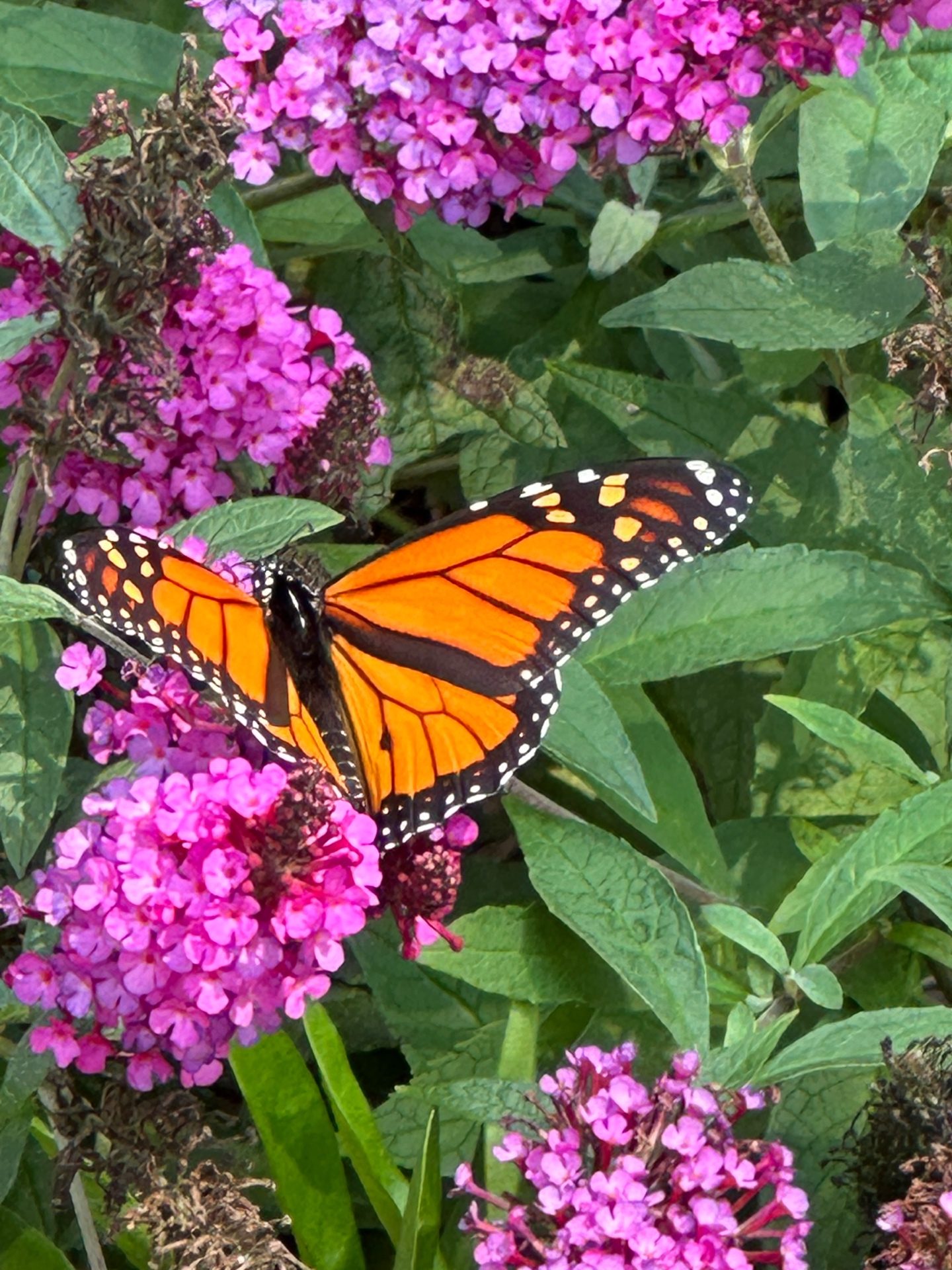 Monarch butterfly on butterfly bush flowers in Lake Forest, Illinois