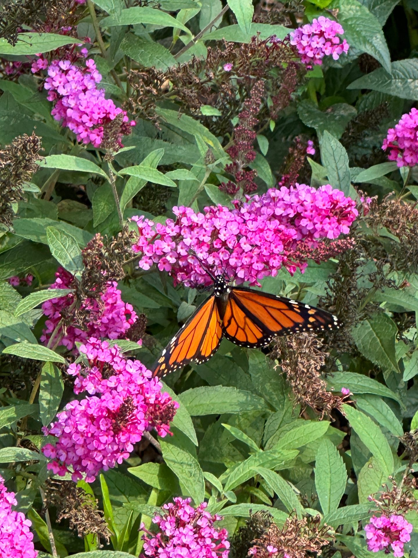 Monarch butterfly on zinnia