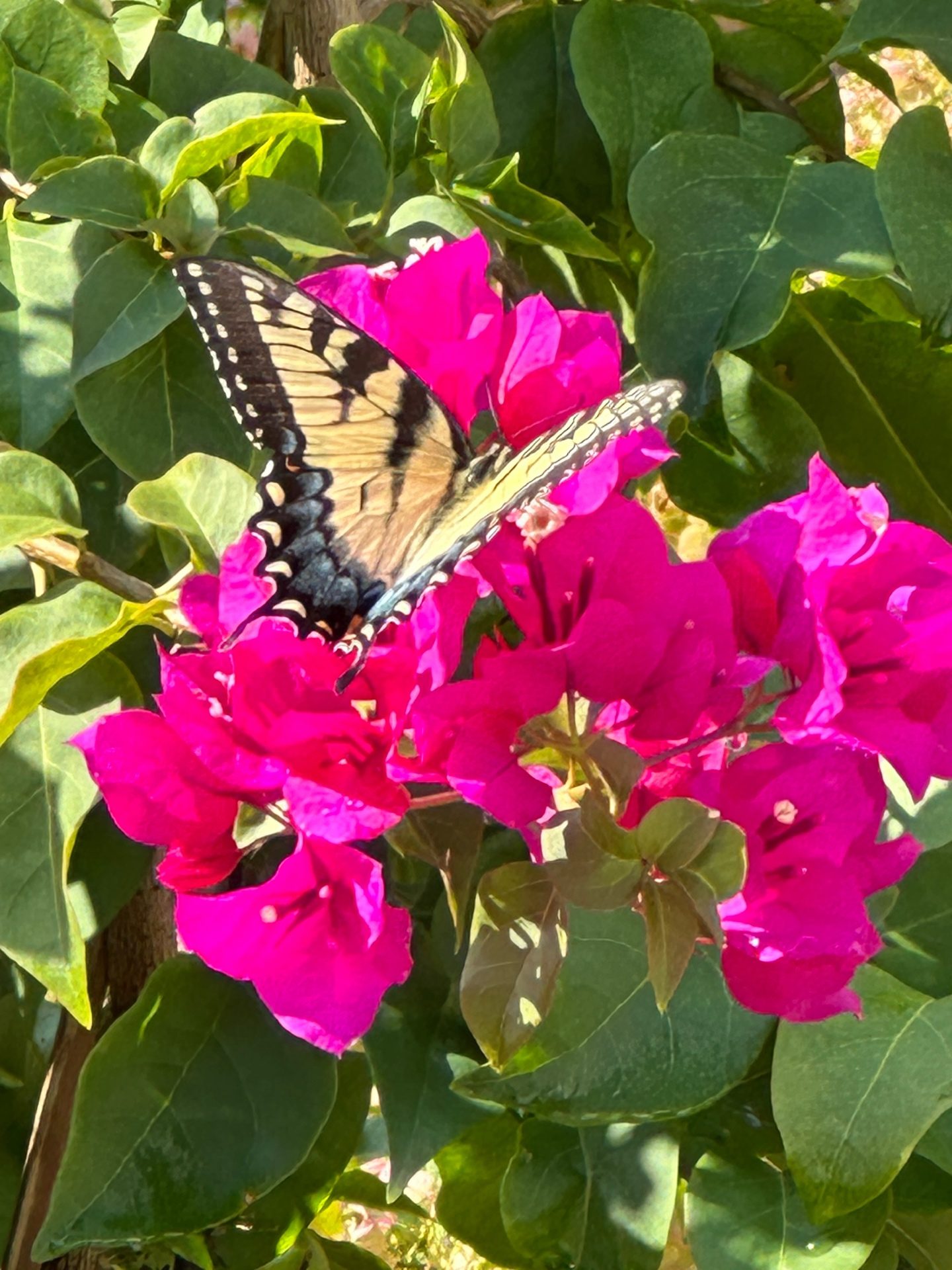 Eastern Tiger Swallowtail on bougainvillea