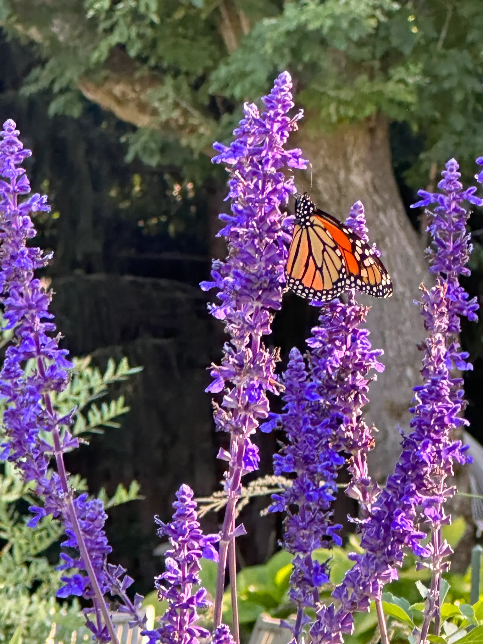 Monarch butterfly on purple salvia