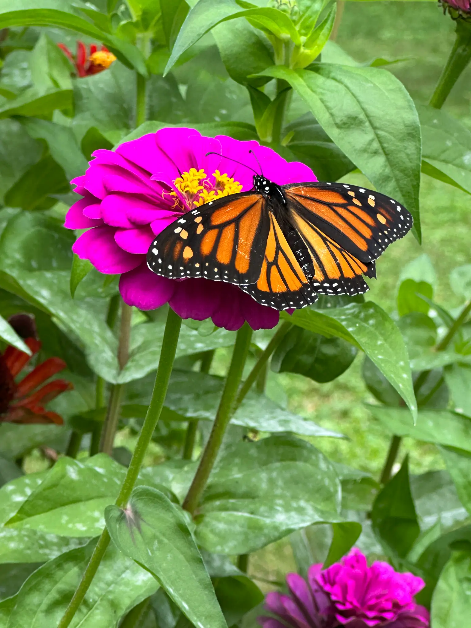 Monarch butterfly on magenta zinnia
