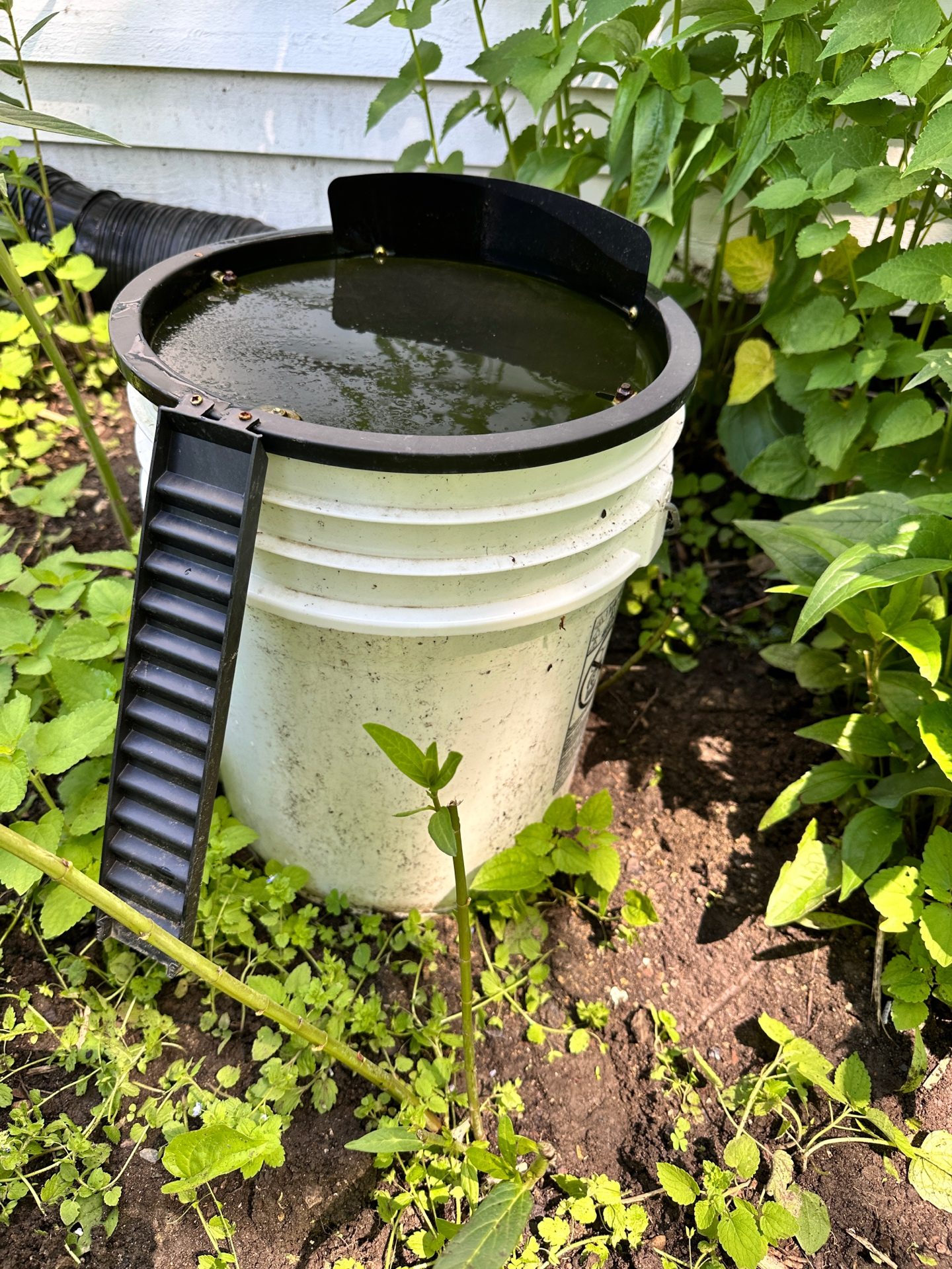 The bucket trap with ramp used to catch the chrysalis thief