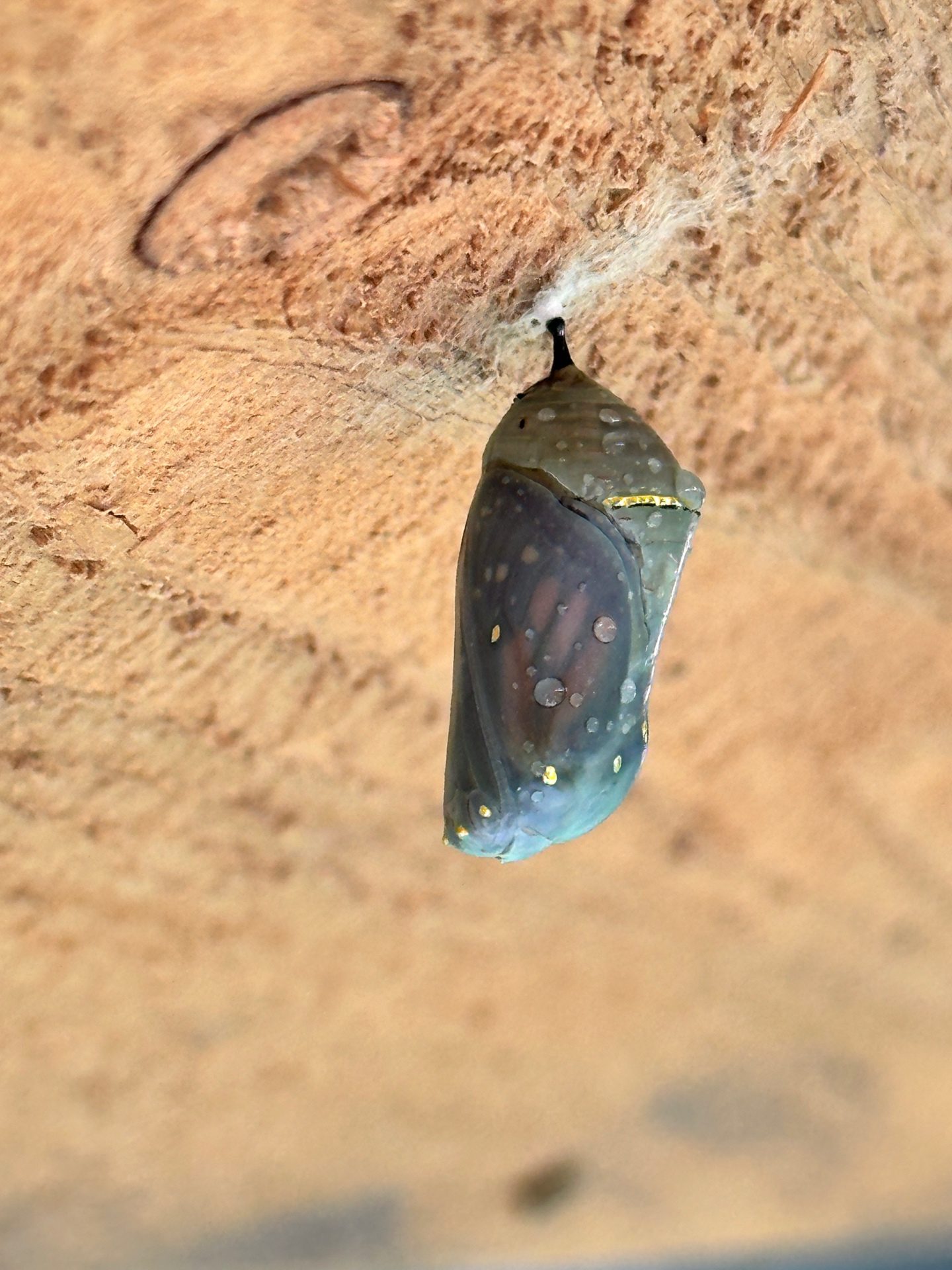 Chrysalis darkening — ready to eclose