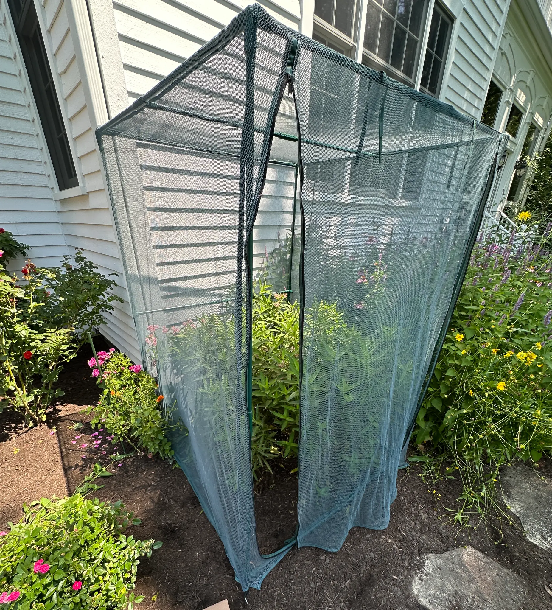 The original mesh cage nursery where the Monarch project began in 2024