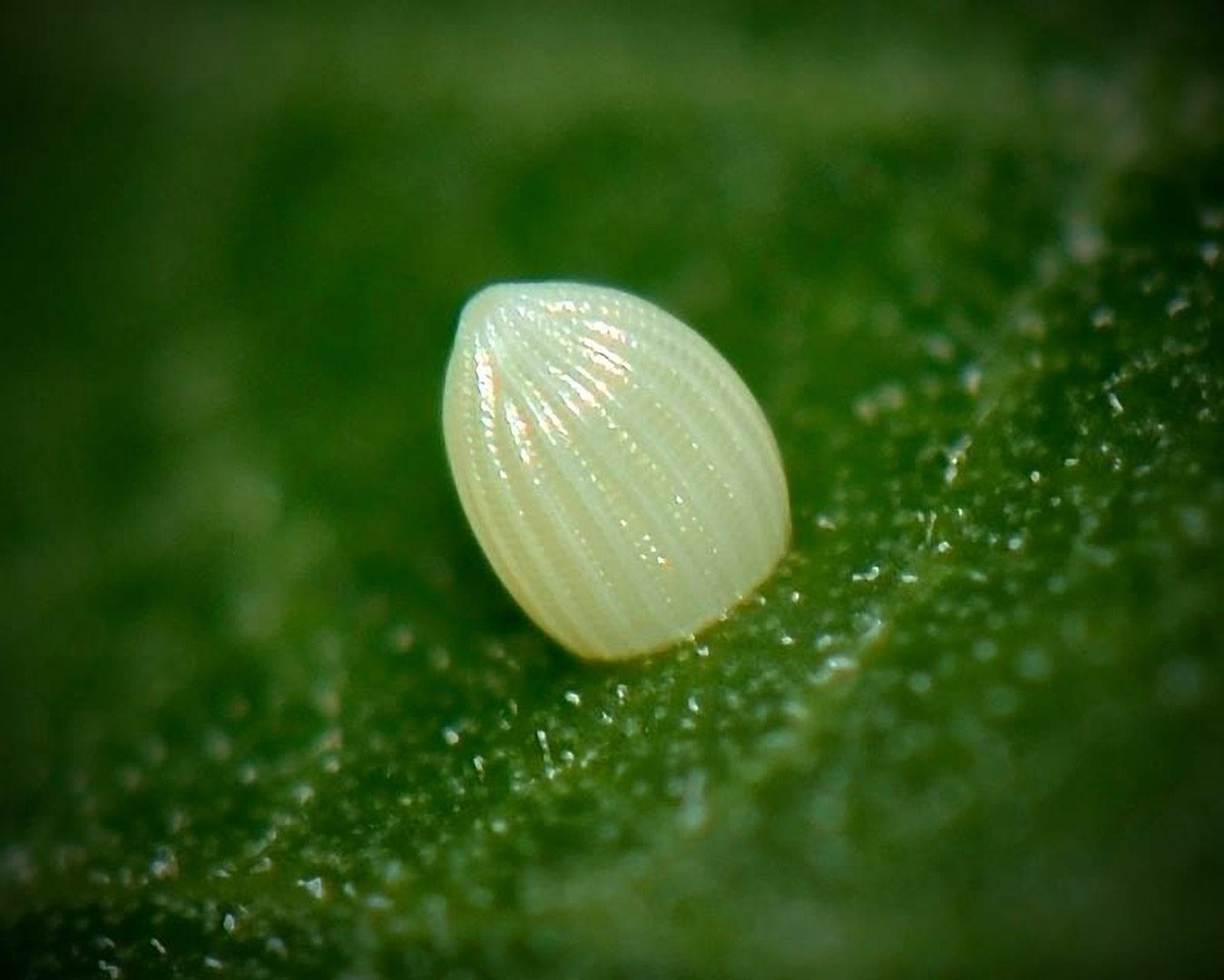 Monarch egg on milkweed leaf